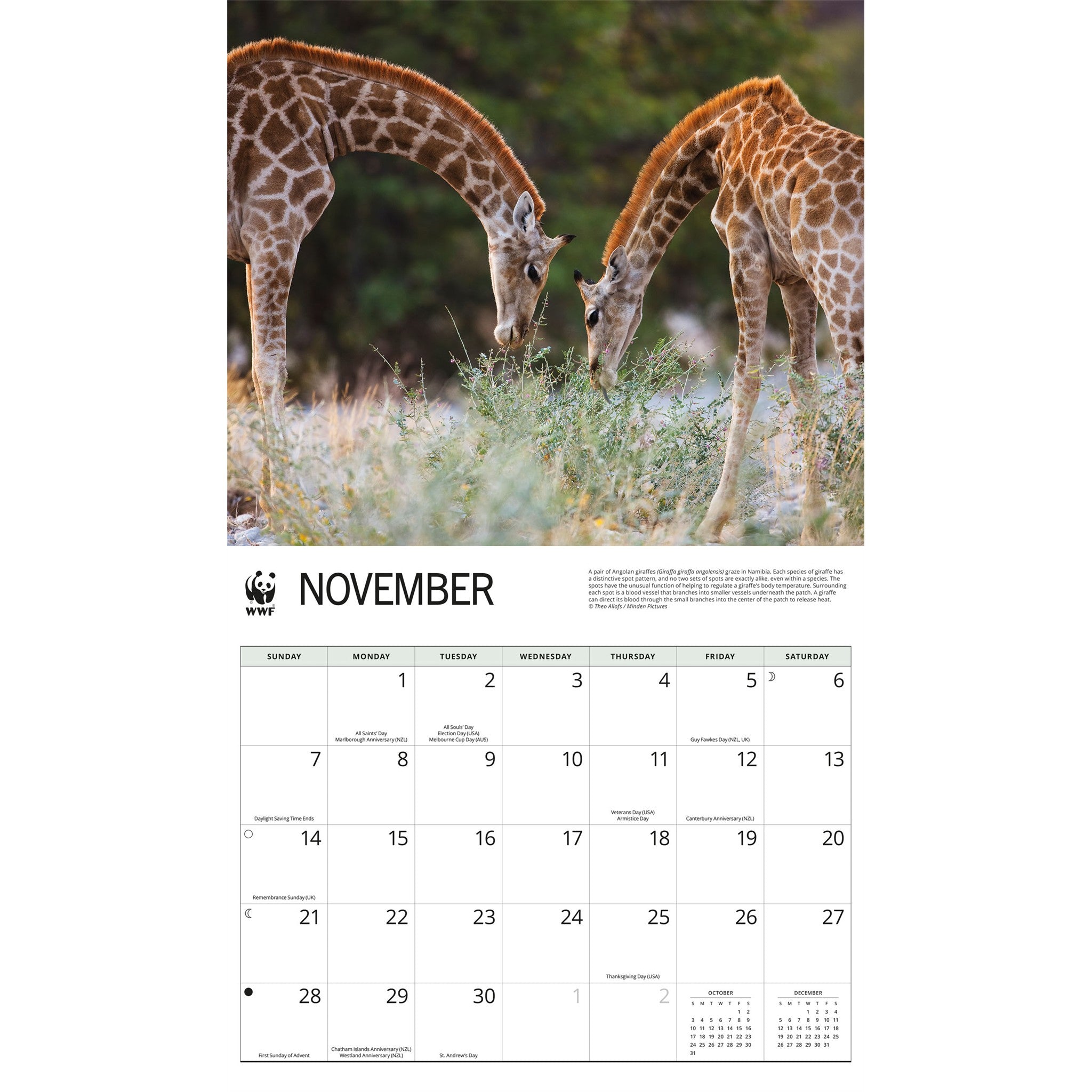 World Wildlife Fund Giraffes 2027 Wall Calendar