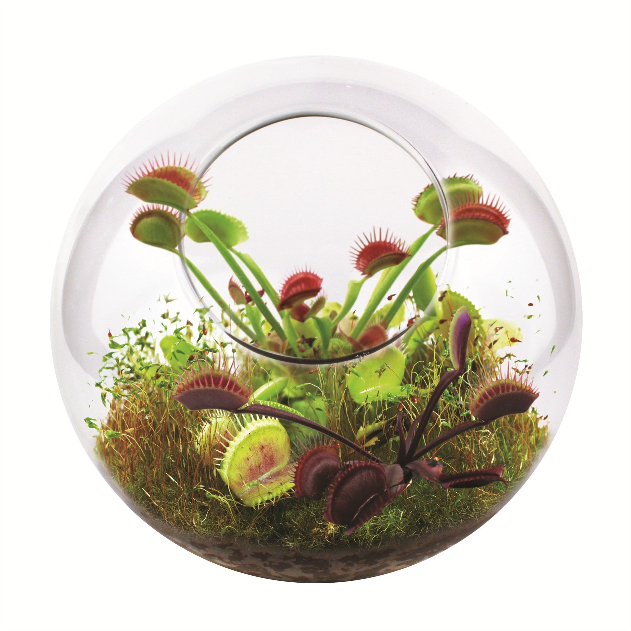 Fly Trap Garden