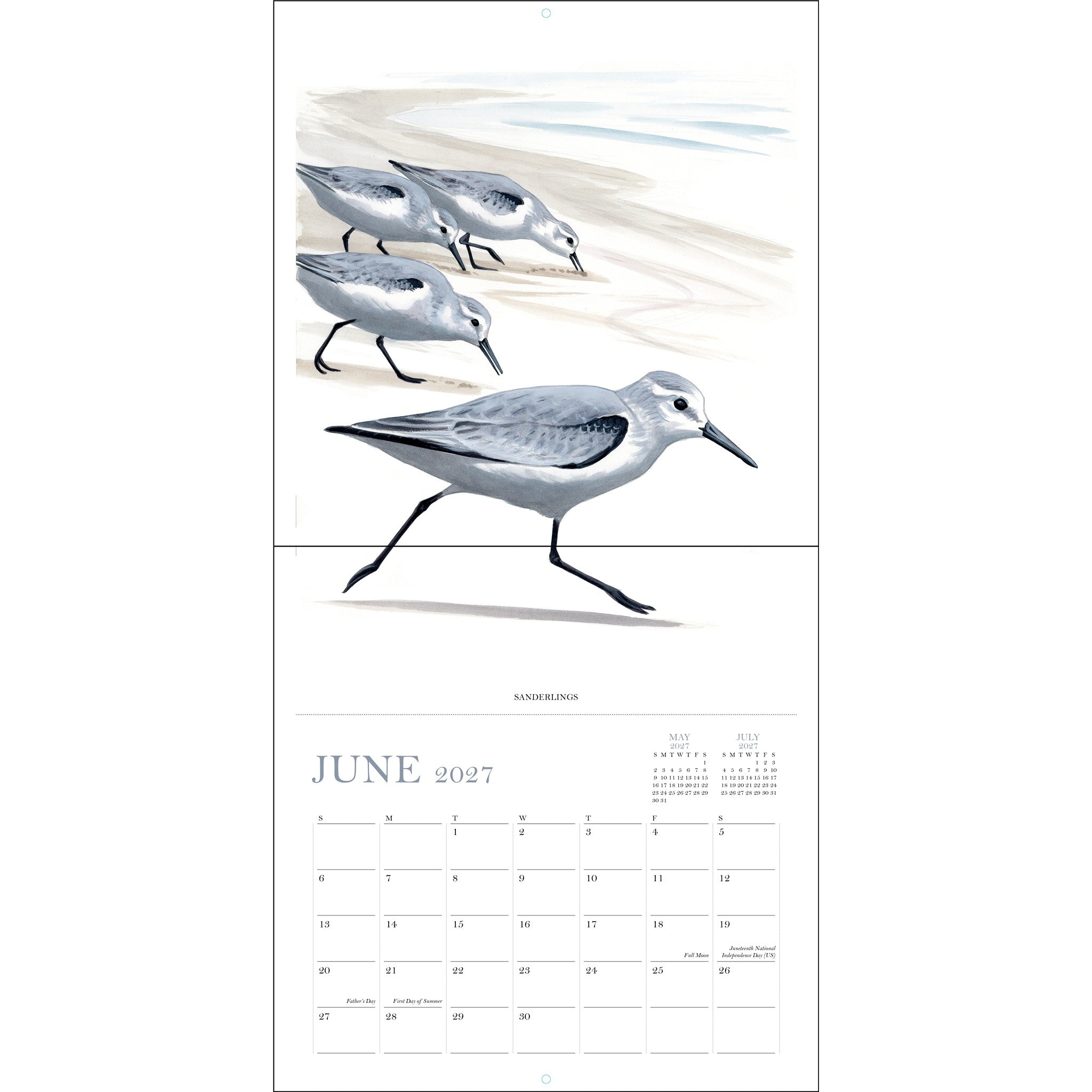 Sibley's Birds of North America 2027 Wall Calendar - Online Only