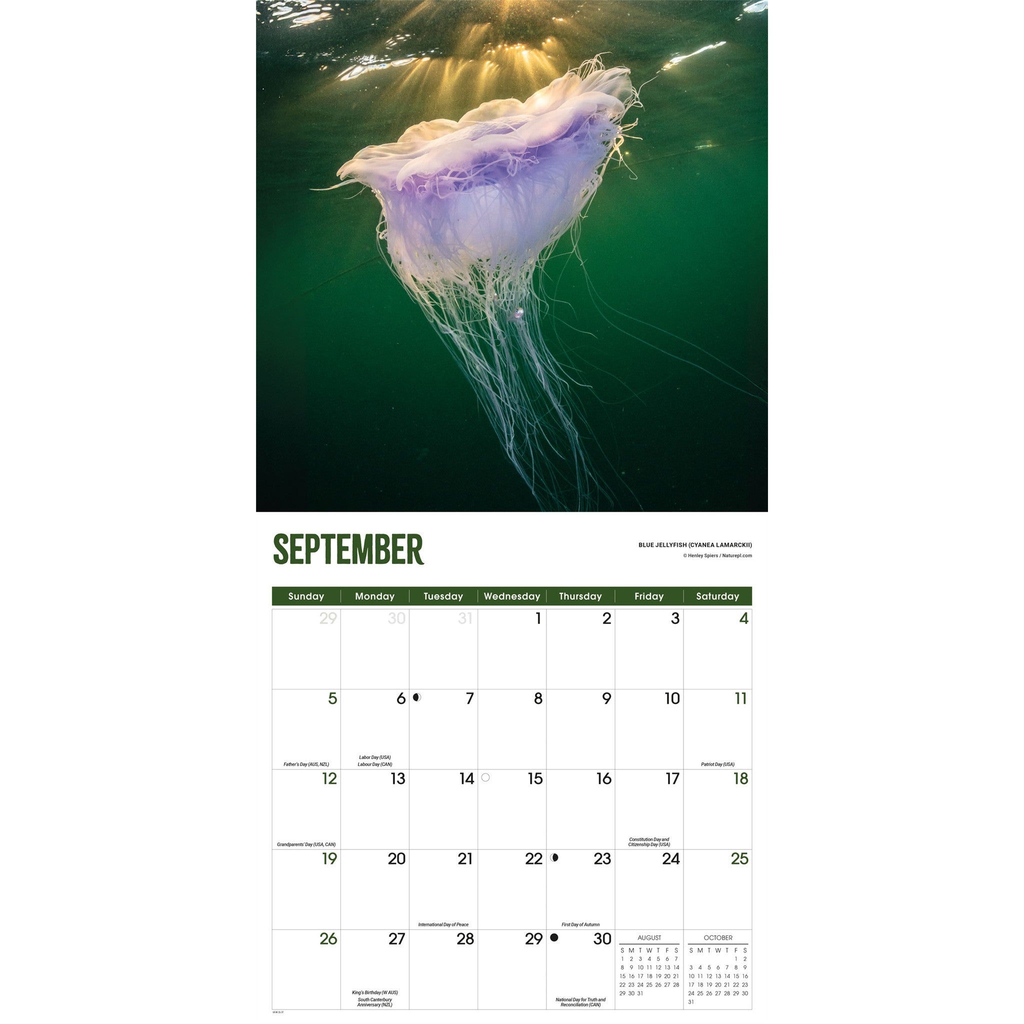 Jellyfish 2027 Wall Calendar