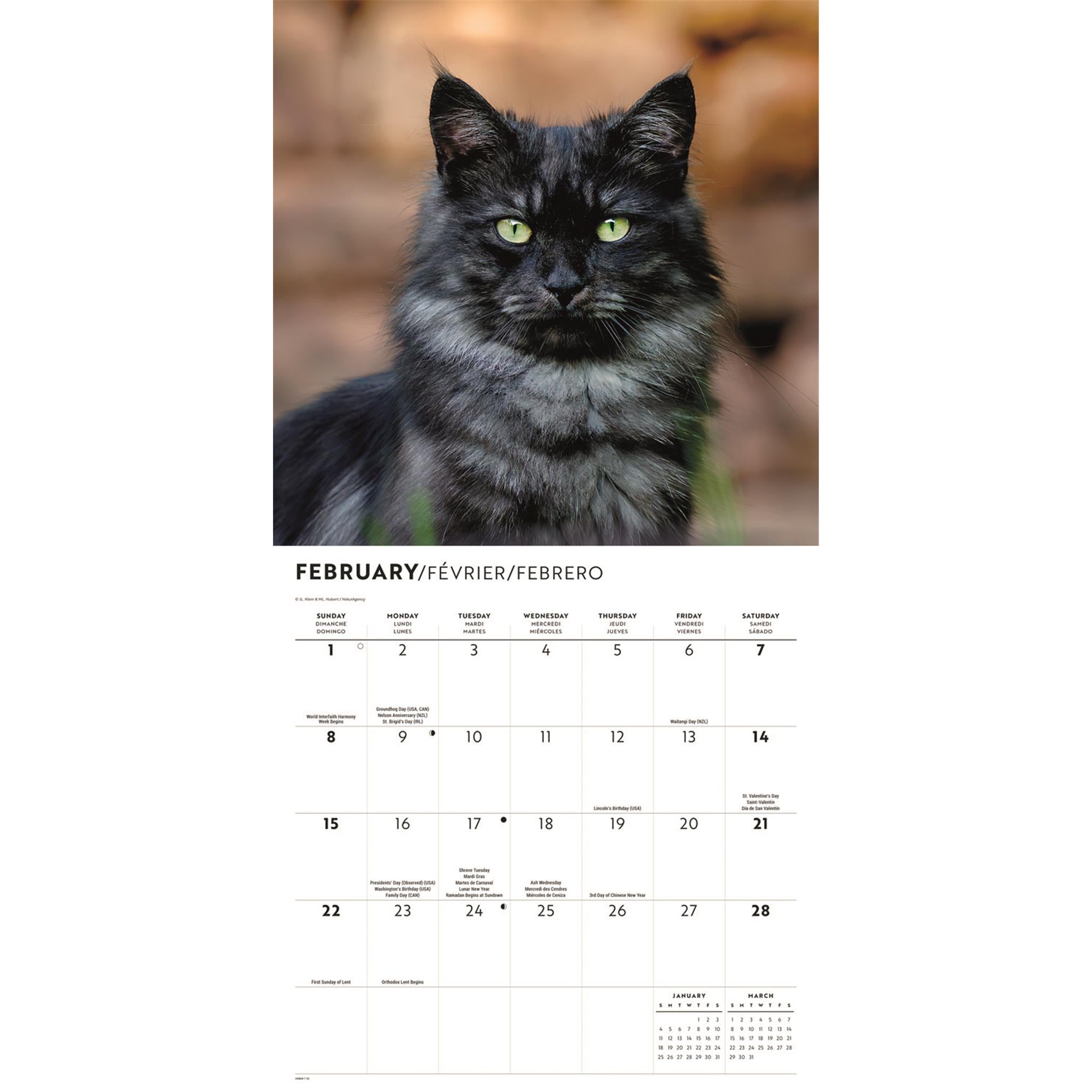 Love Of Cats 2026 Wall Calendar