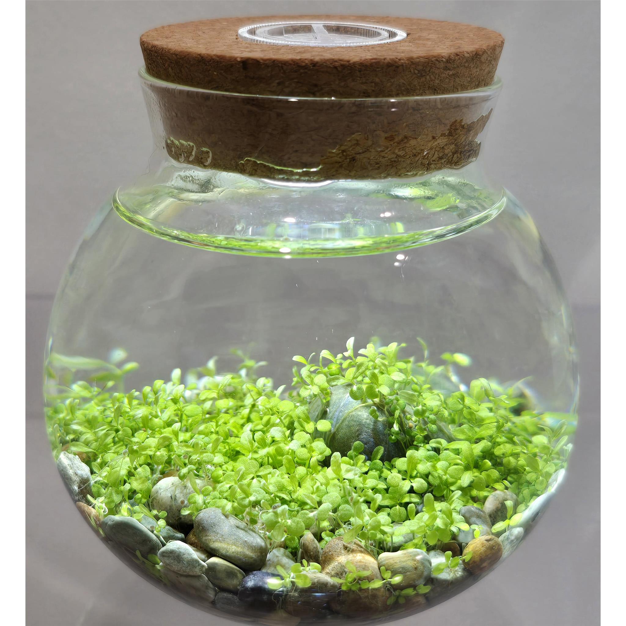 WaterPlants