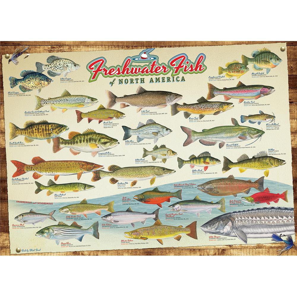 Freshwater Fish of North America Jigsaw Puzzle (1000 Piece) - Online Exclusive