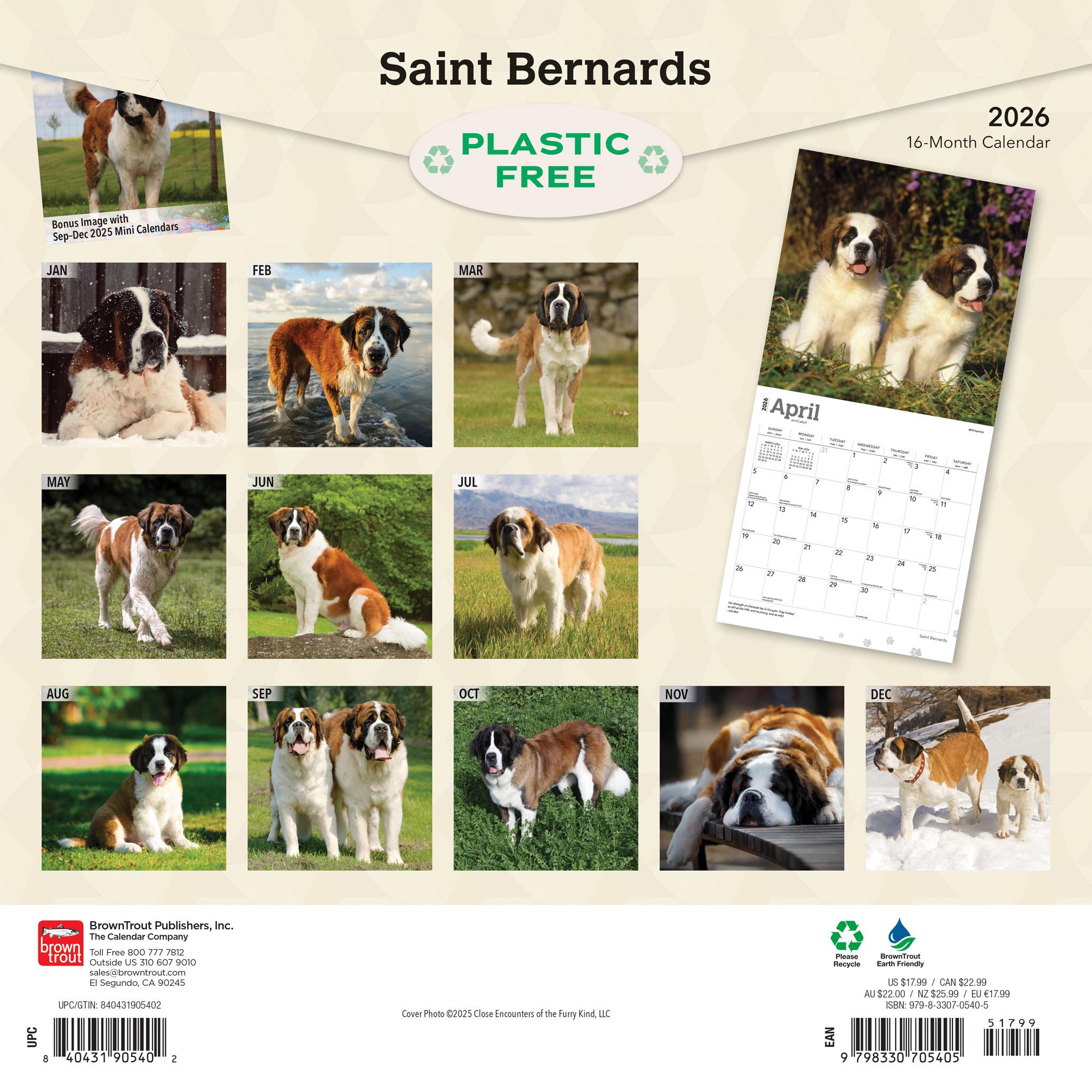 Saint Bernards 2026 Wall Calendar