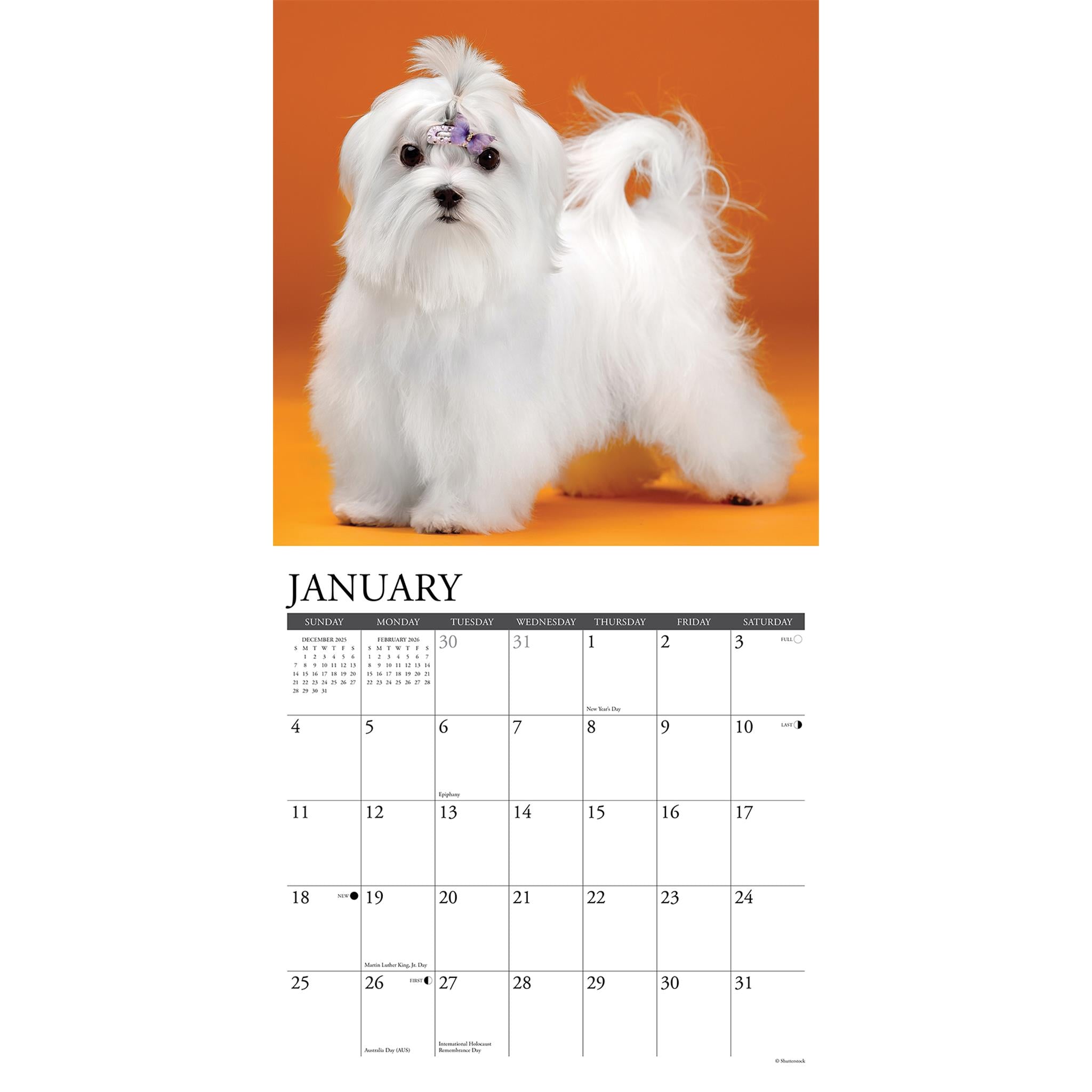 Just Maltese 2026 Wall Calendar - Online Only