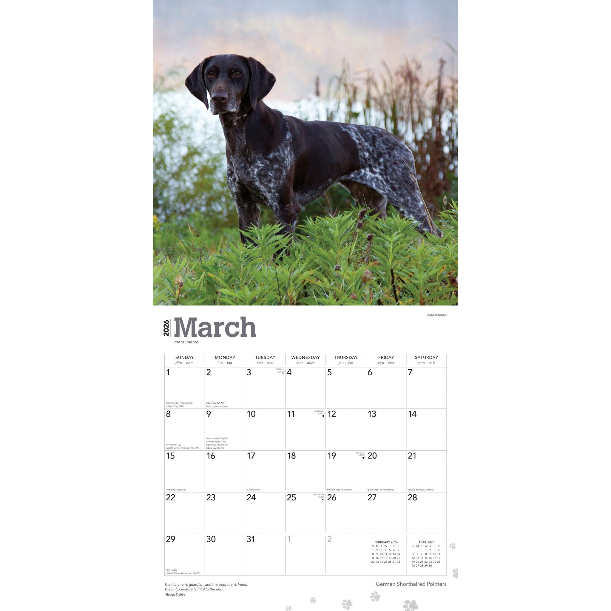 German Shorthaired Pointers 2026 Wall Calendar