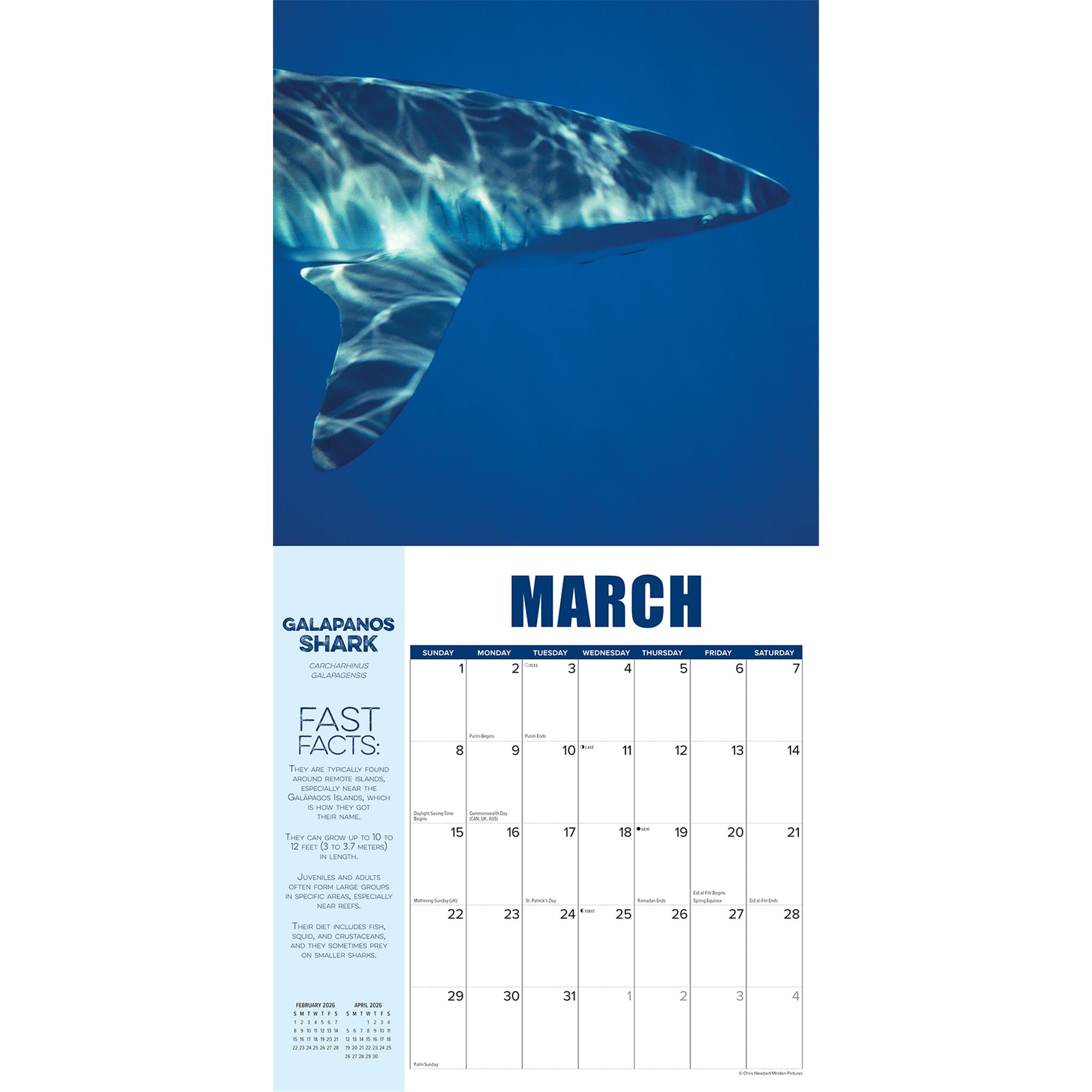 Shark Year 2026 Wall Calendar