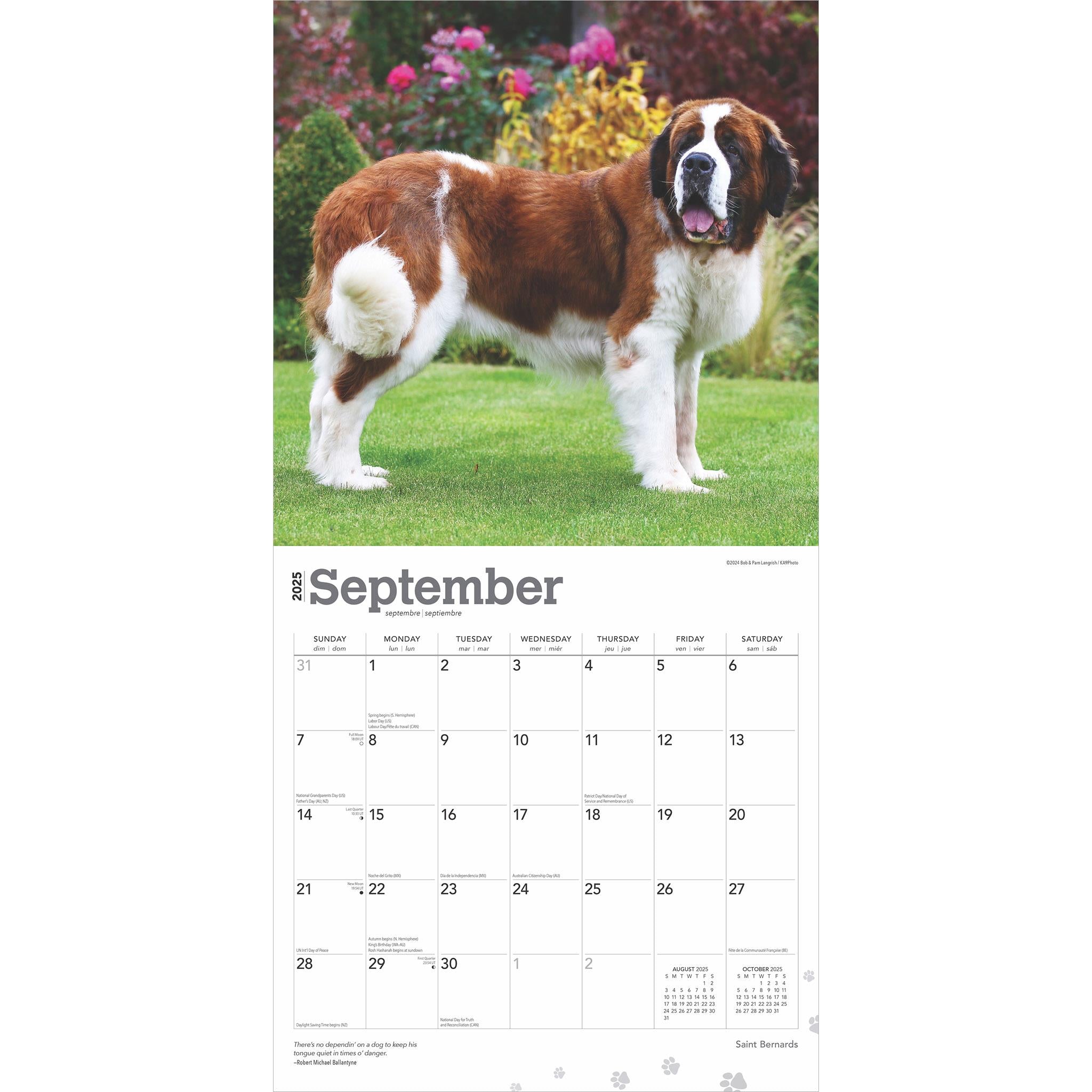 Saint Bernards Wall 2025 Calendar