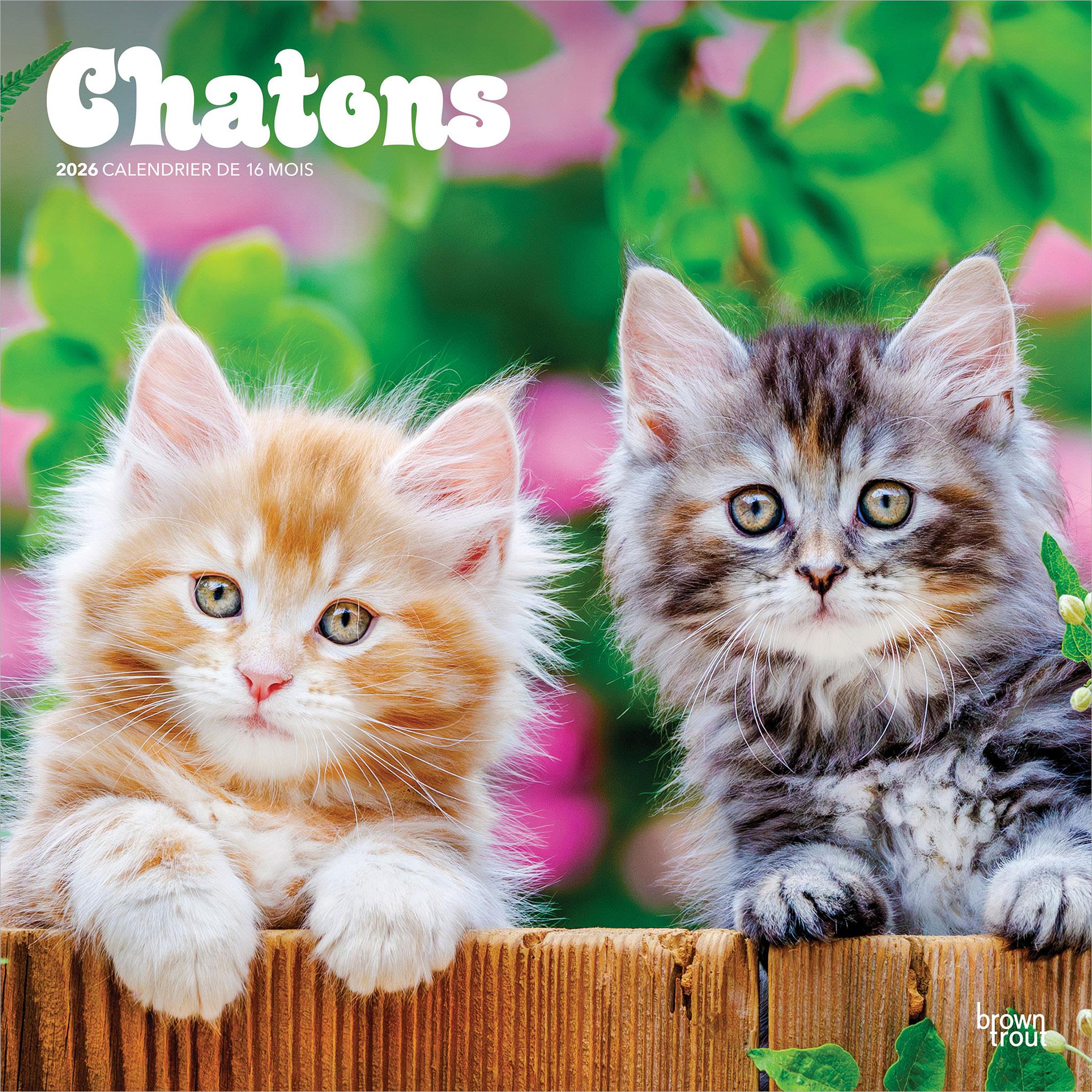 Chatons 2026 Wall Calendar (French)
