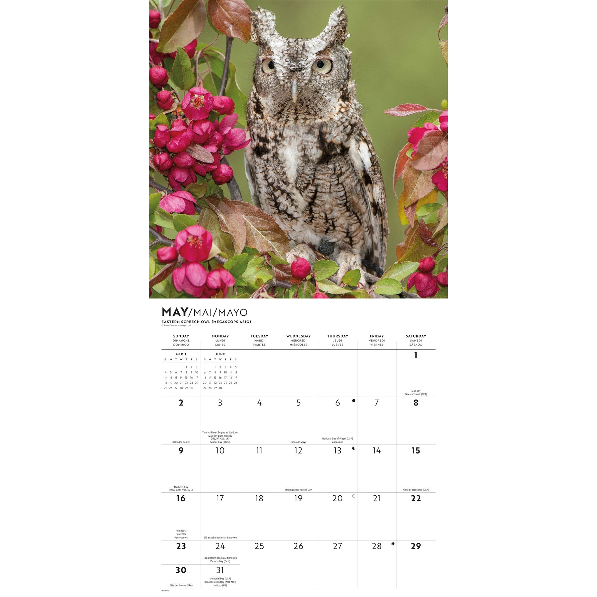 Owls 2027 Wall Calendar