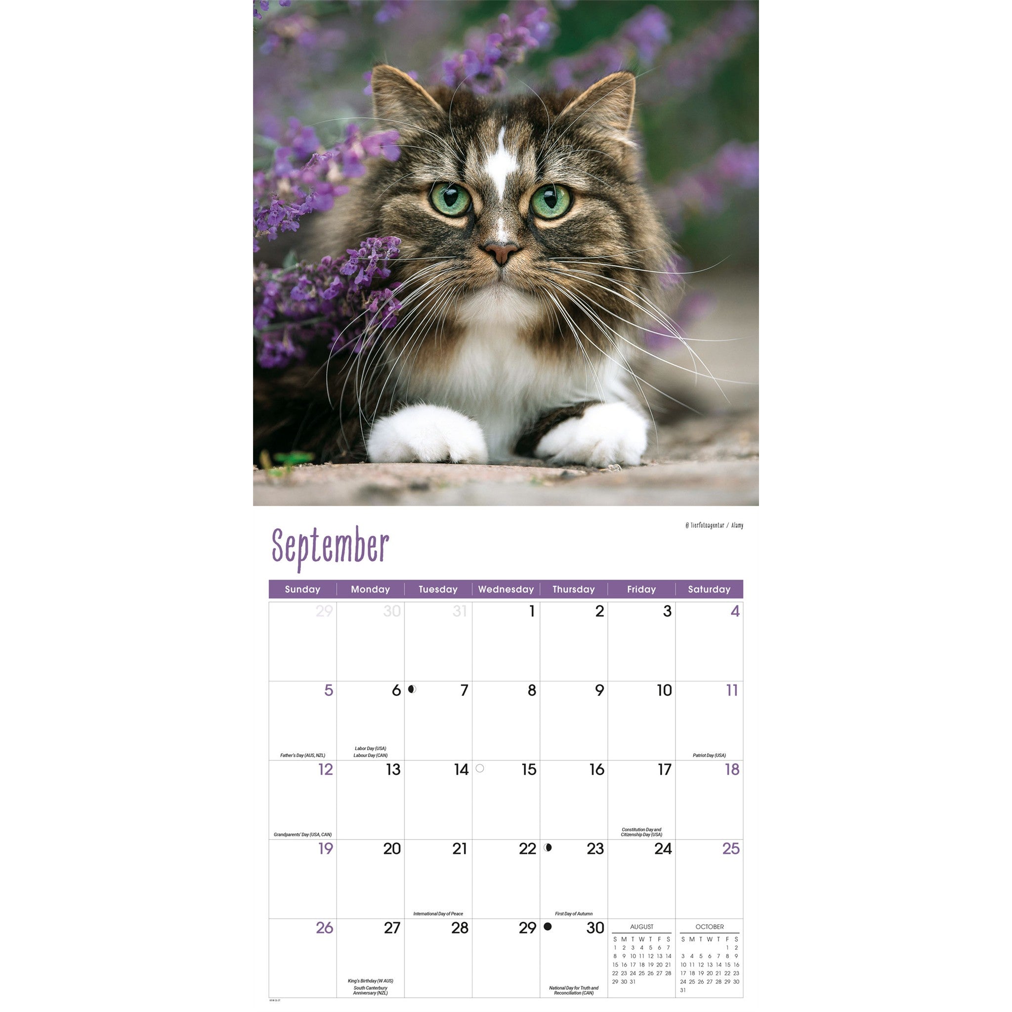 Cats 2027 Wall Calendar