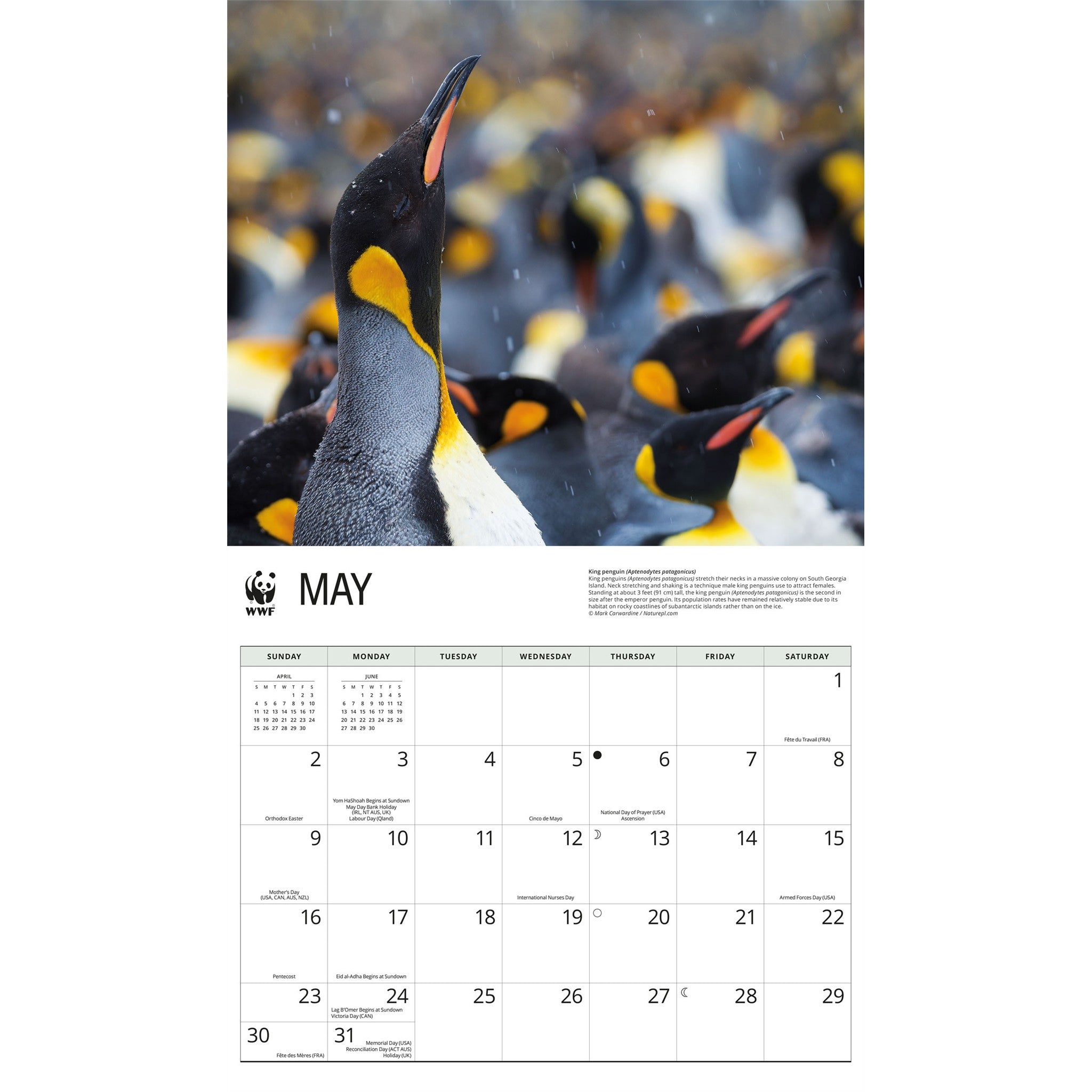 World Wildlife Fund Penguins 2027 Wall Calendar