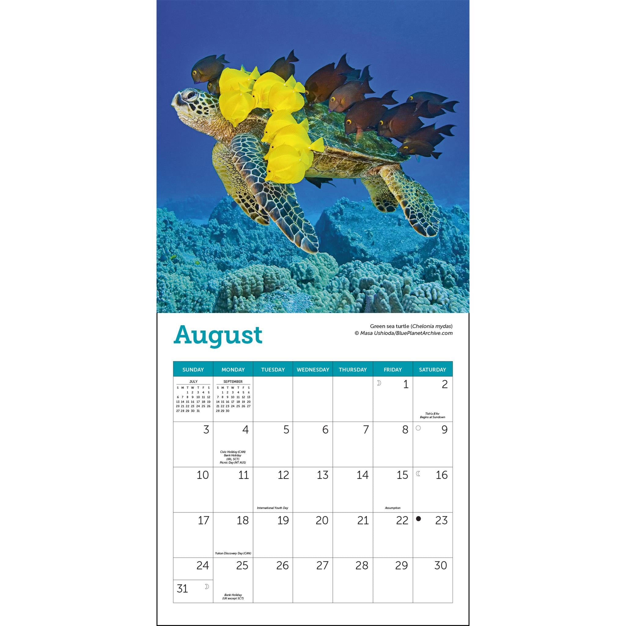 Sea Turtles Mini 2025 Calendar
