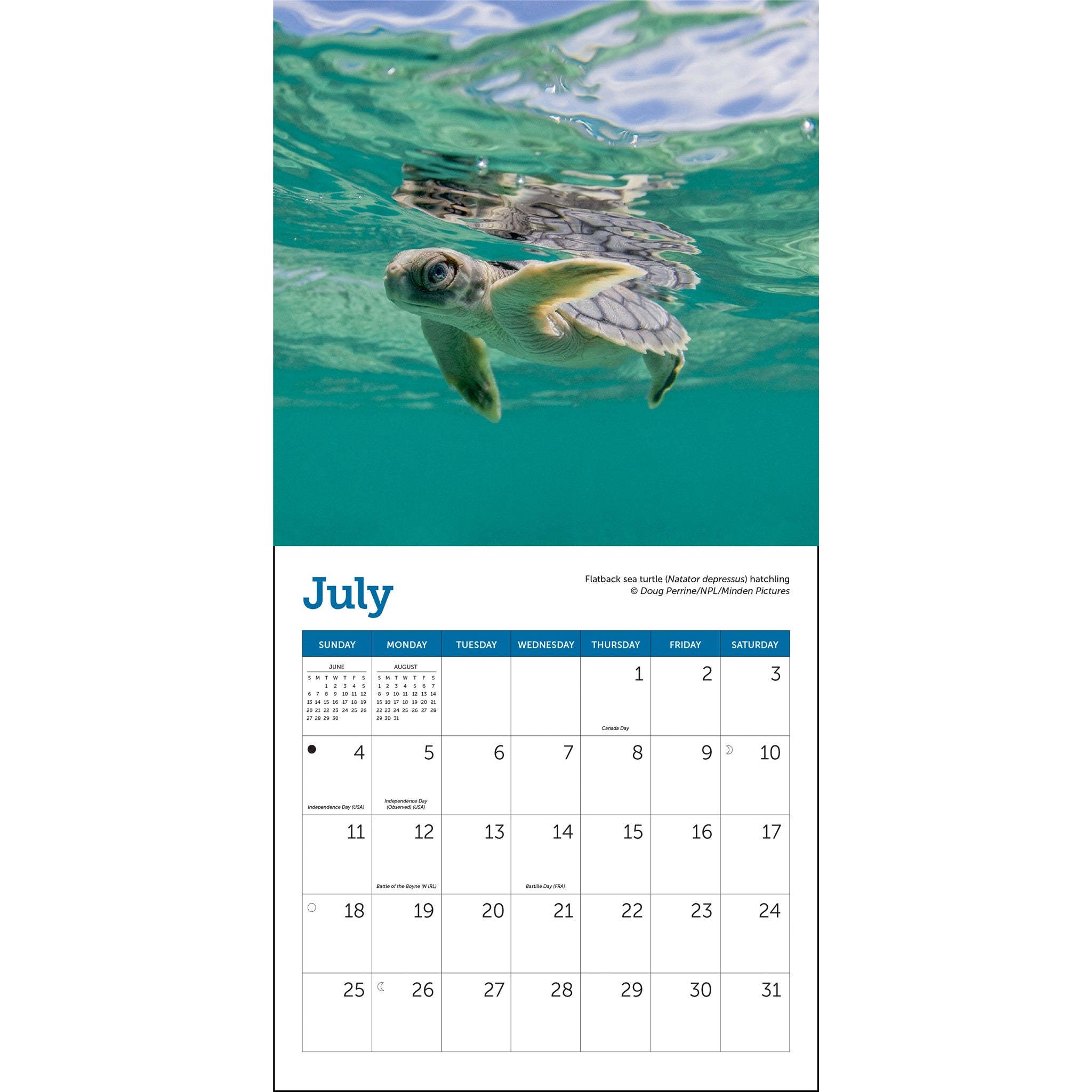 Sea Turtles 2027 Mini Calendar