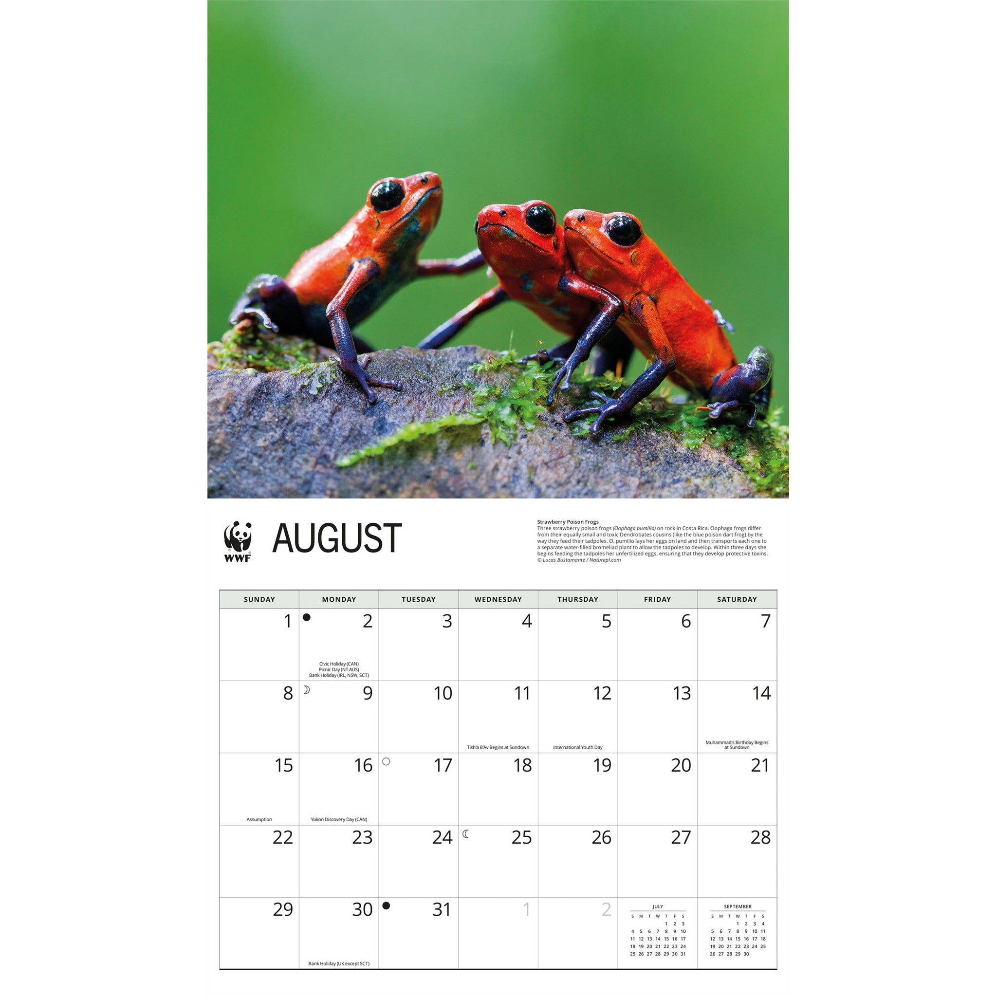 World Wildlife Fund Frogs 2027 Wall Calendar
