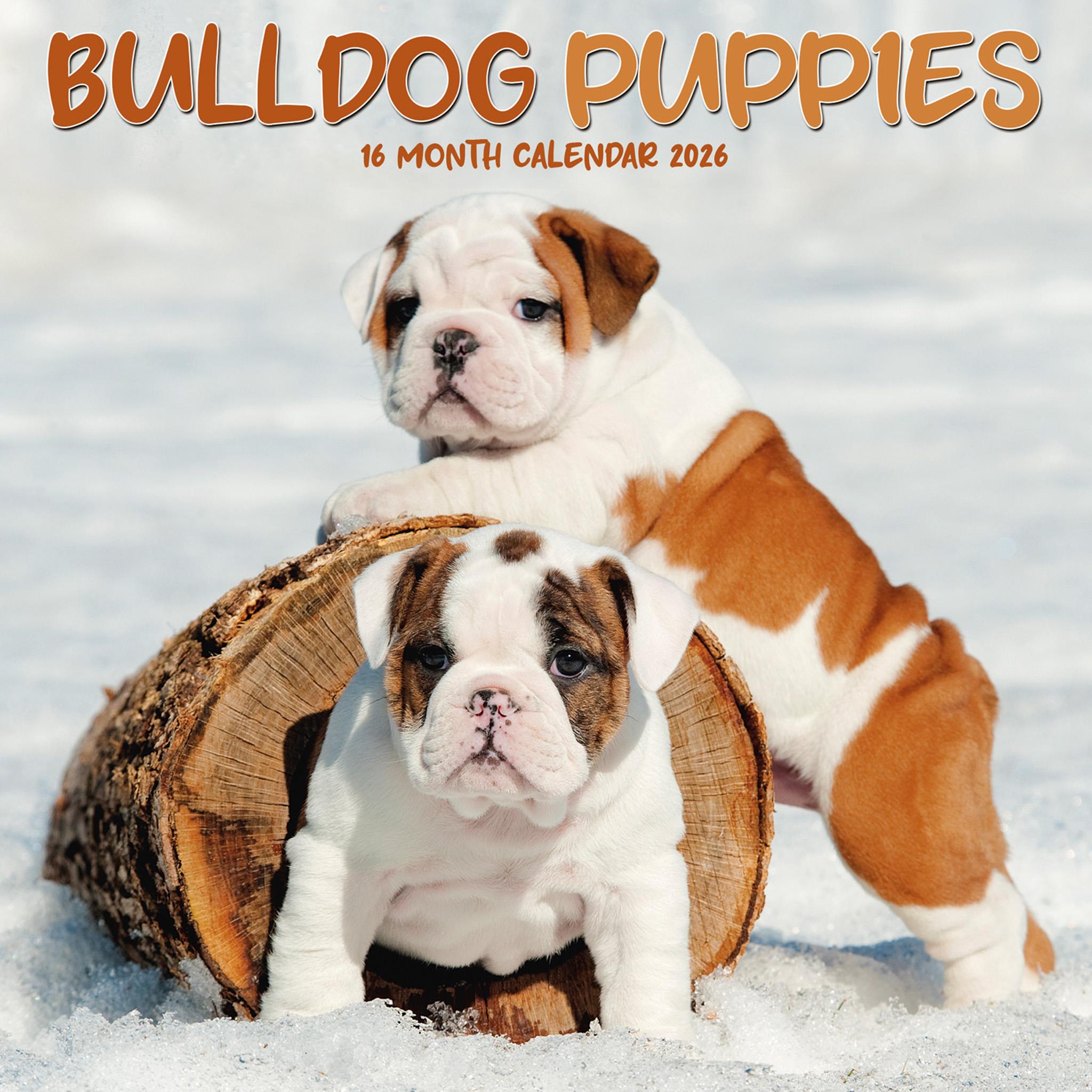 Bulldog Puppies 2026 Mini Calendar