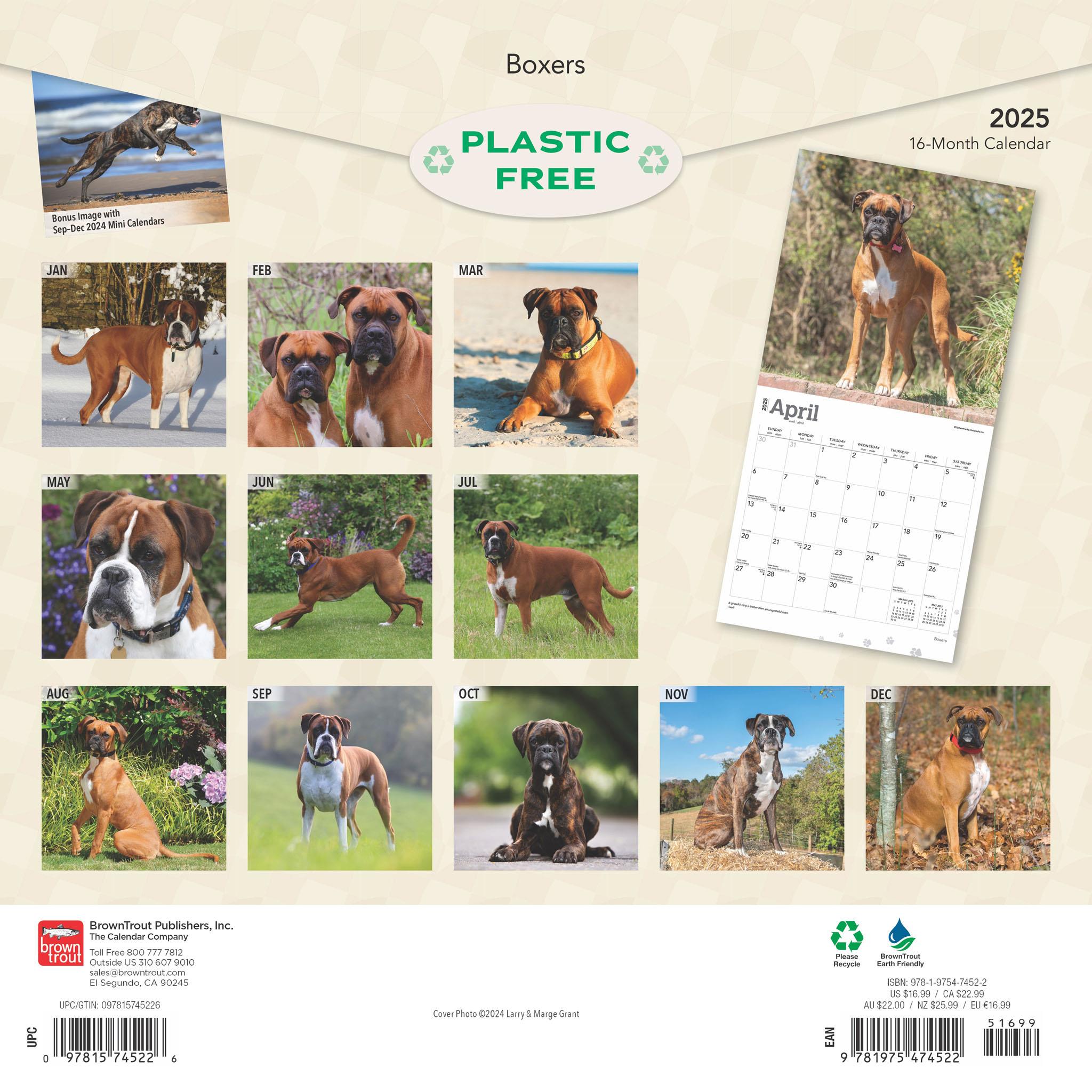 Boxers International Wall 2025 Calendar
