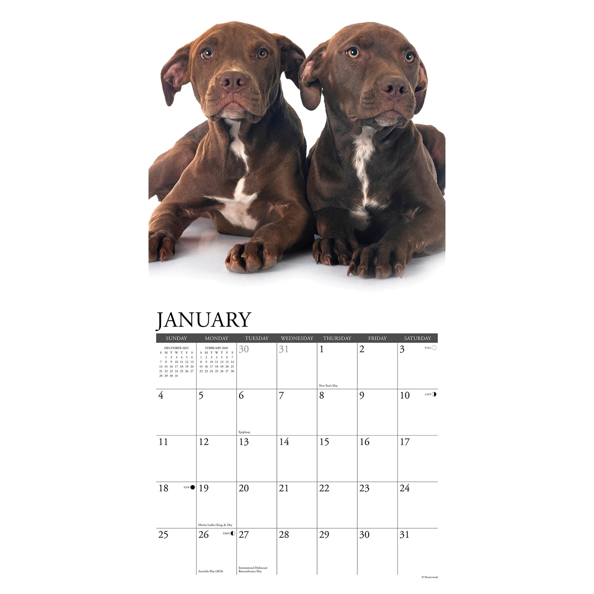 Just  American Pit Bull Terrier Puppies 2026 Wall Calendar - Online Only