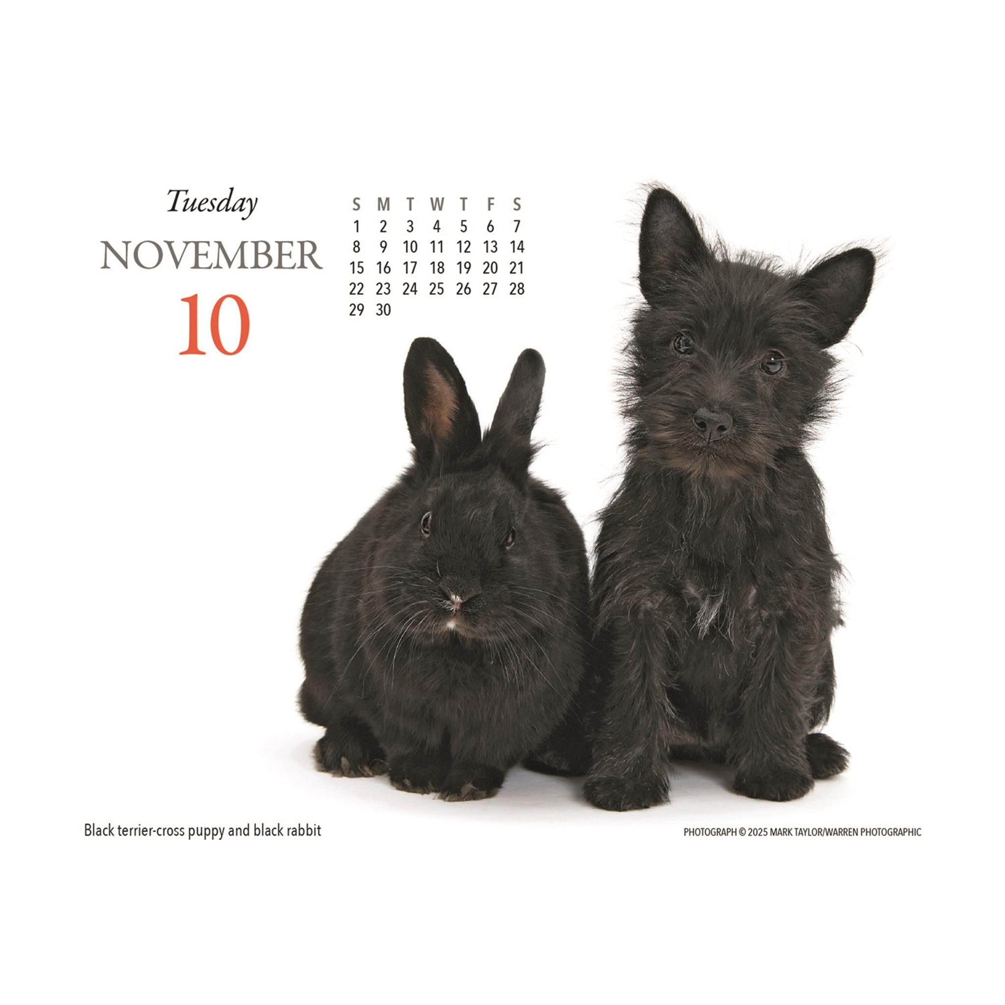 Puppies And Friends 2026 Box Calendar