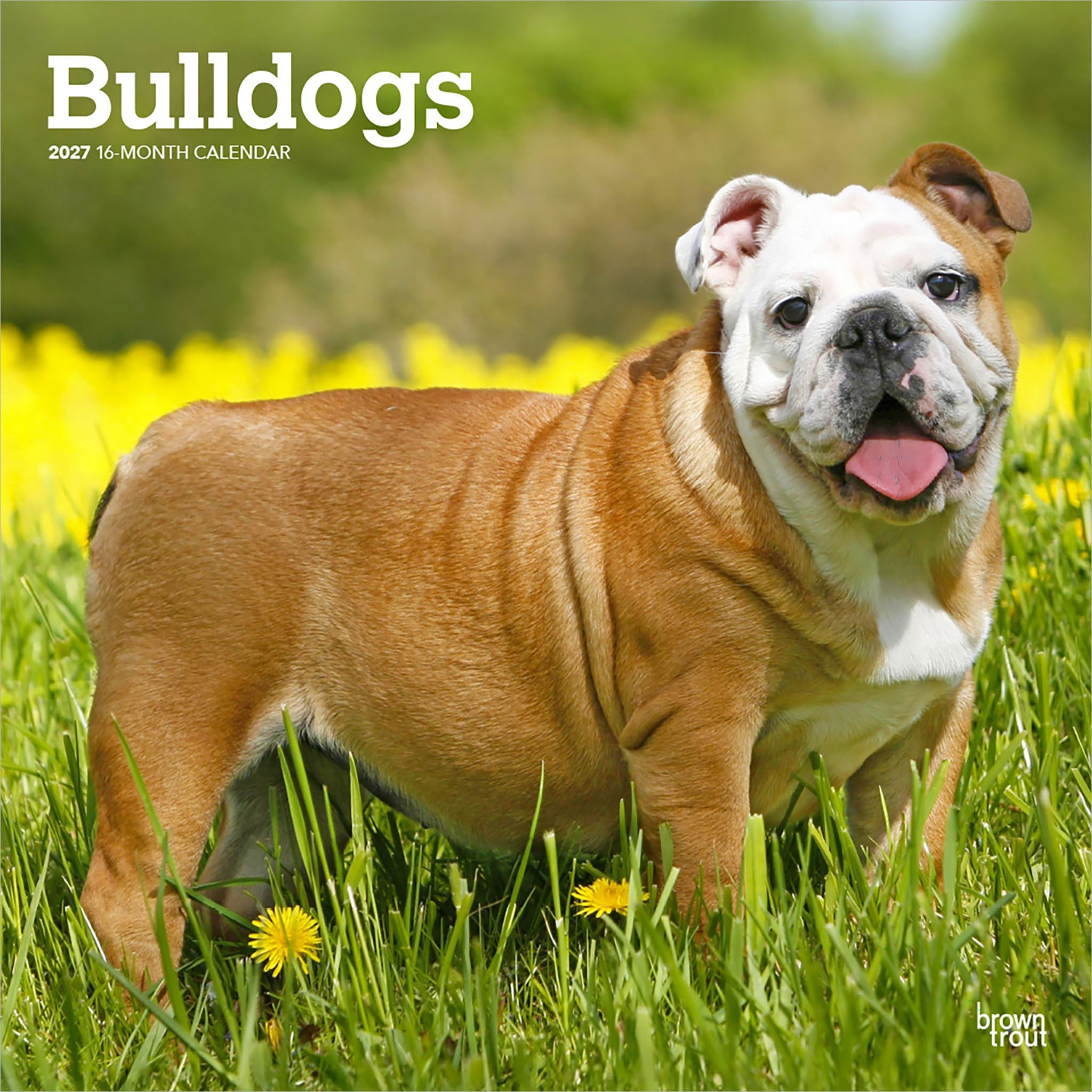 Bulldogs English 2027 Wall Calendar