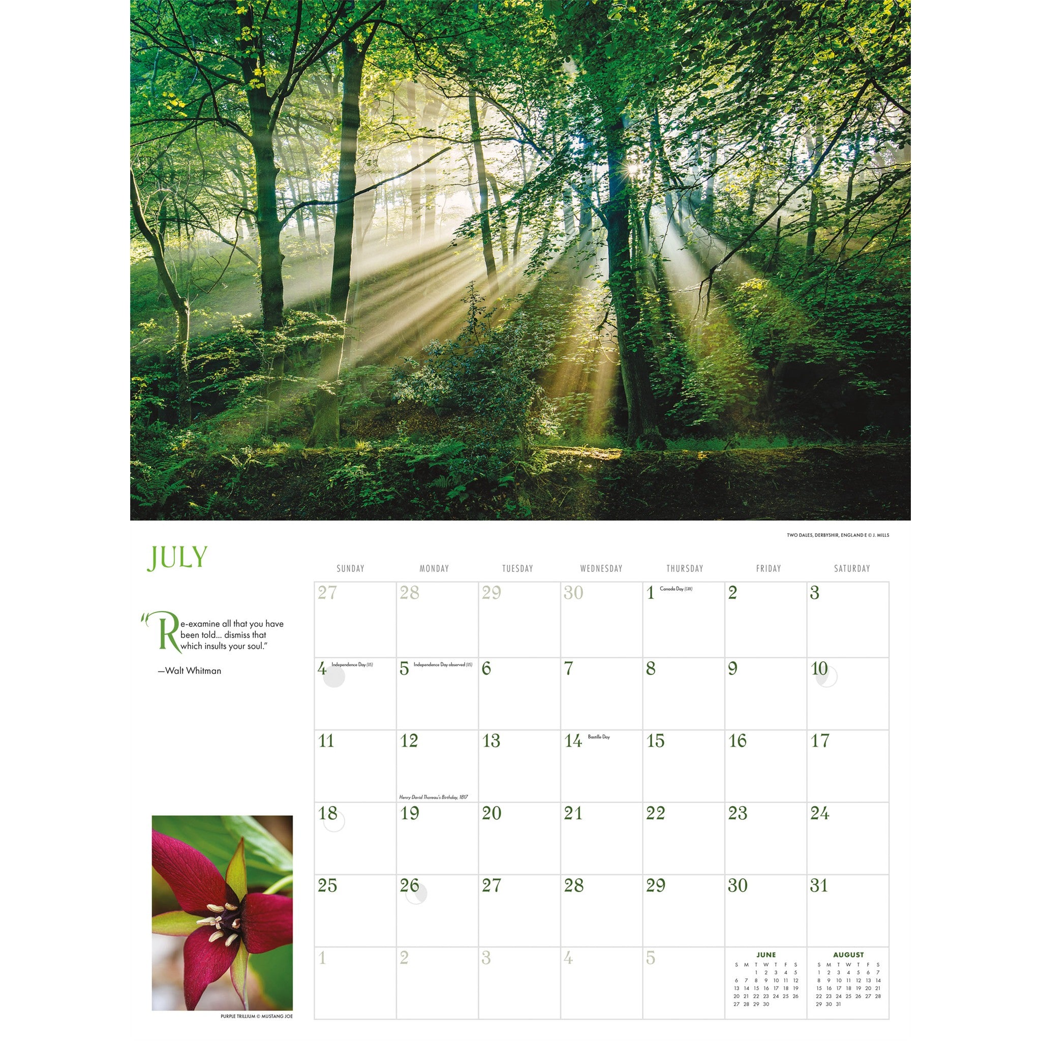 Into the Woods 2027 Wall Calendar