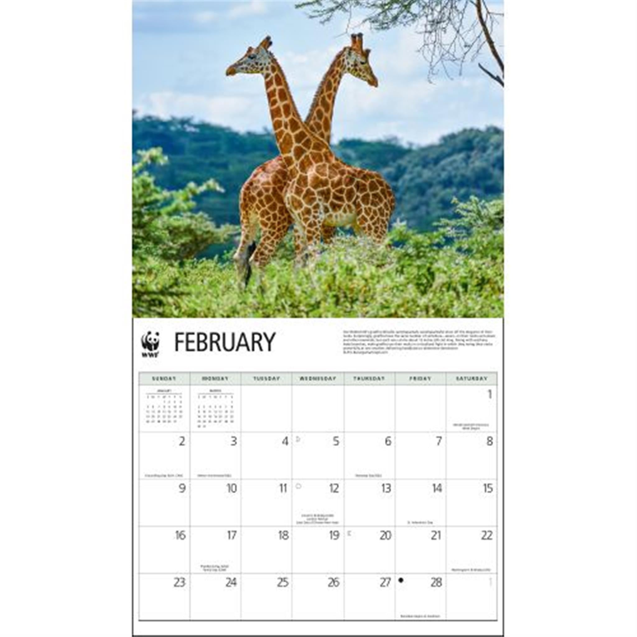 Giraffes World Wildlife Fund Wall 2025 Calendar