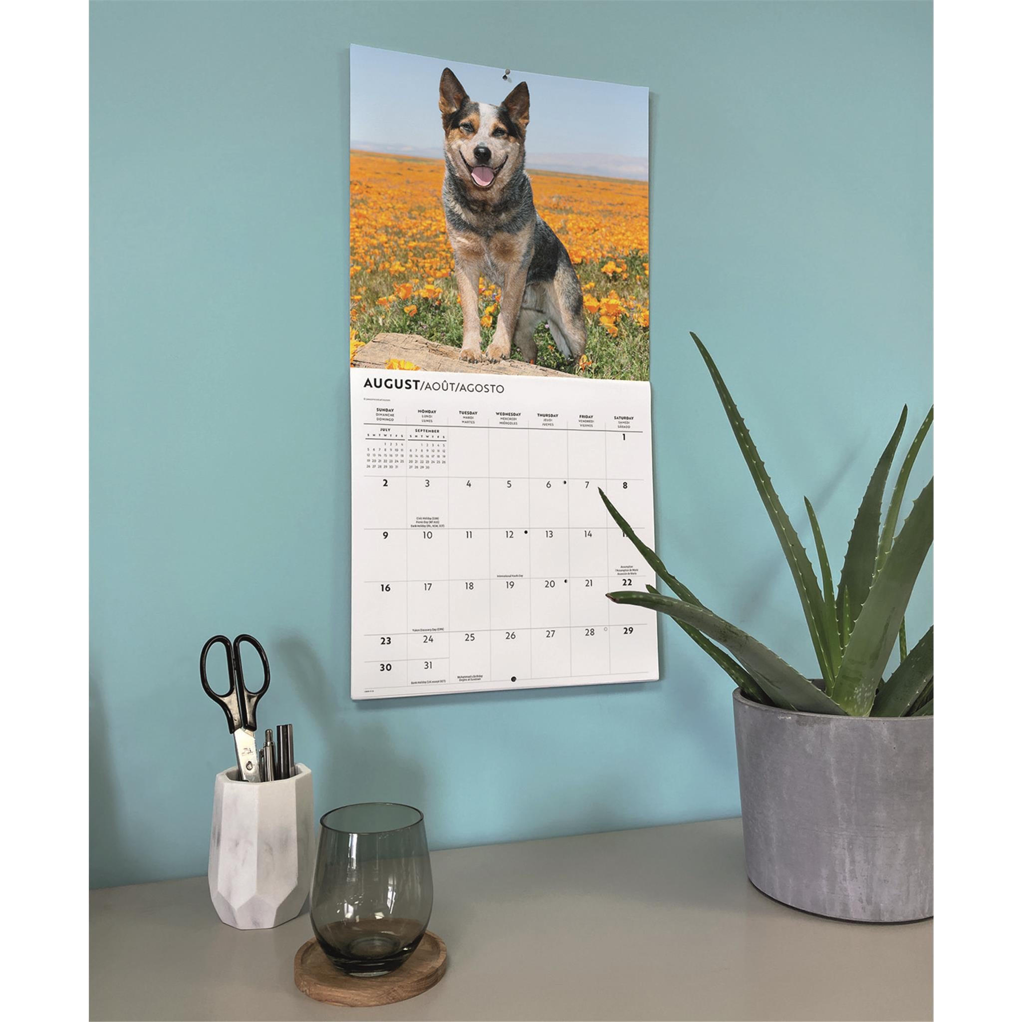 Australian Cattle Dogs 2026 Wall Calendar
