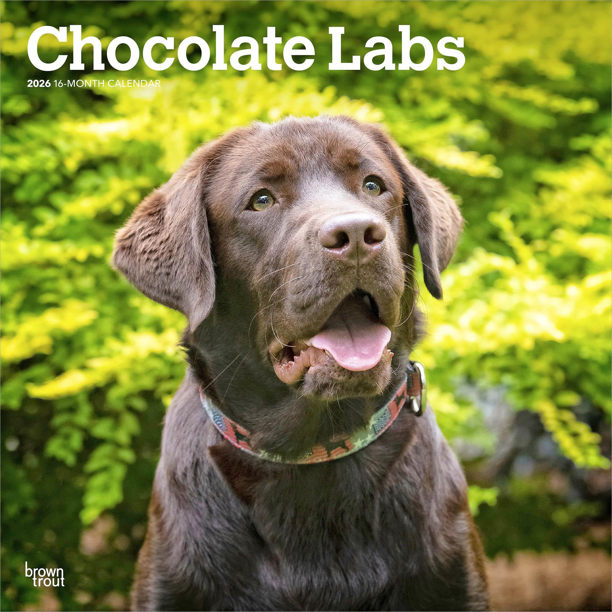Chocolate Labs 2026 Wall Calendar