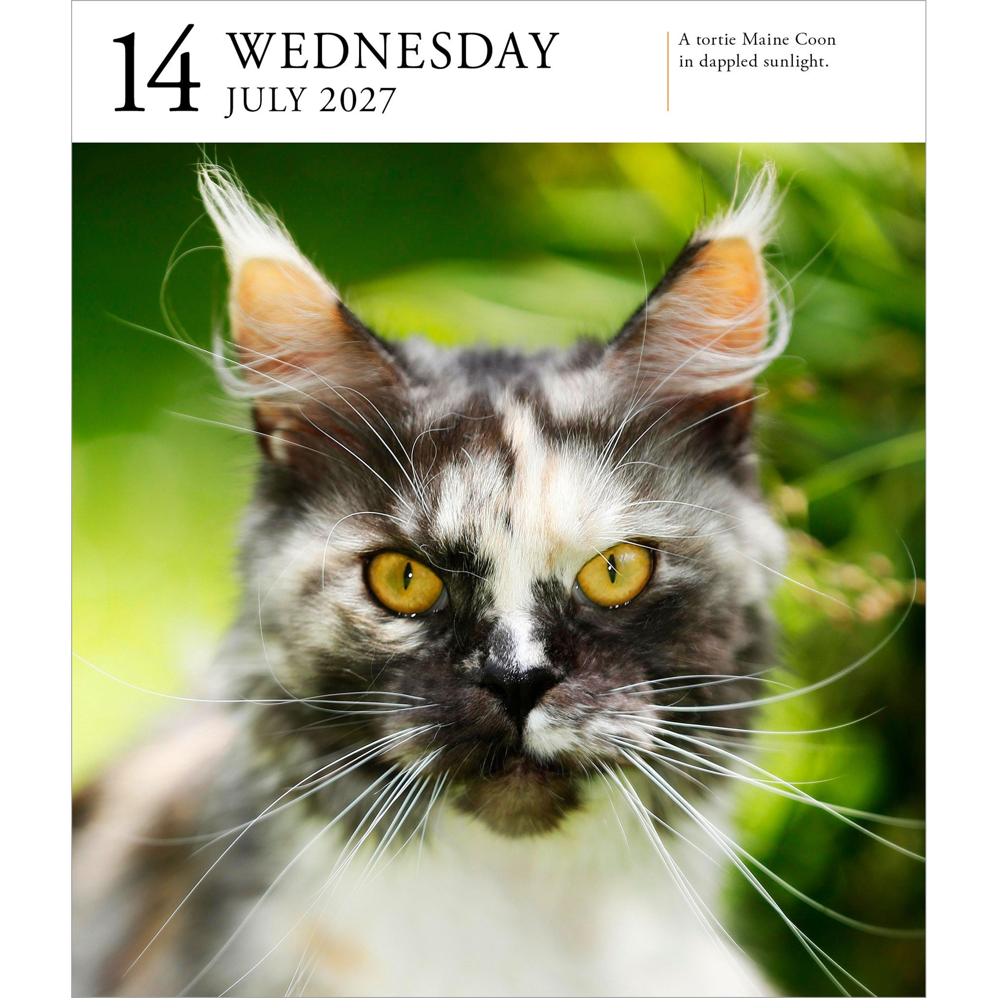 Cat Gallery 2027 Box Calendar