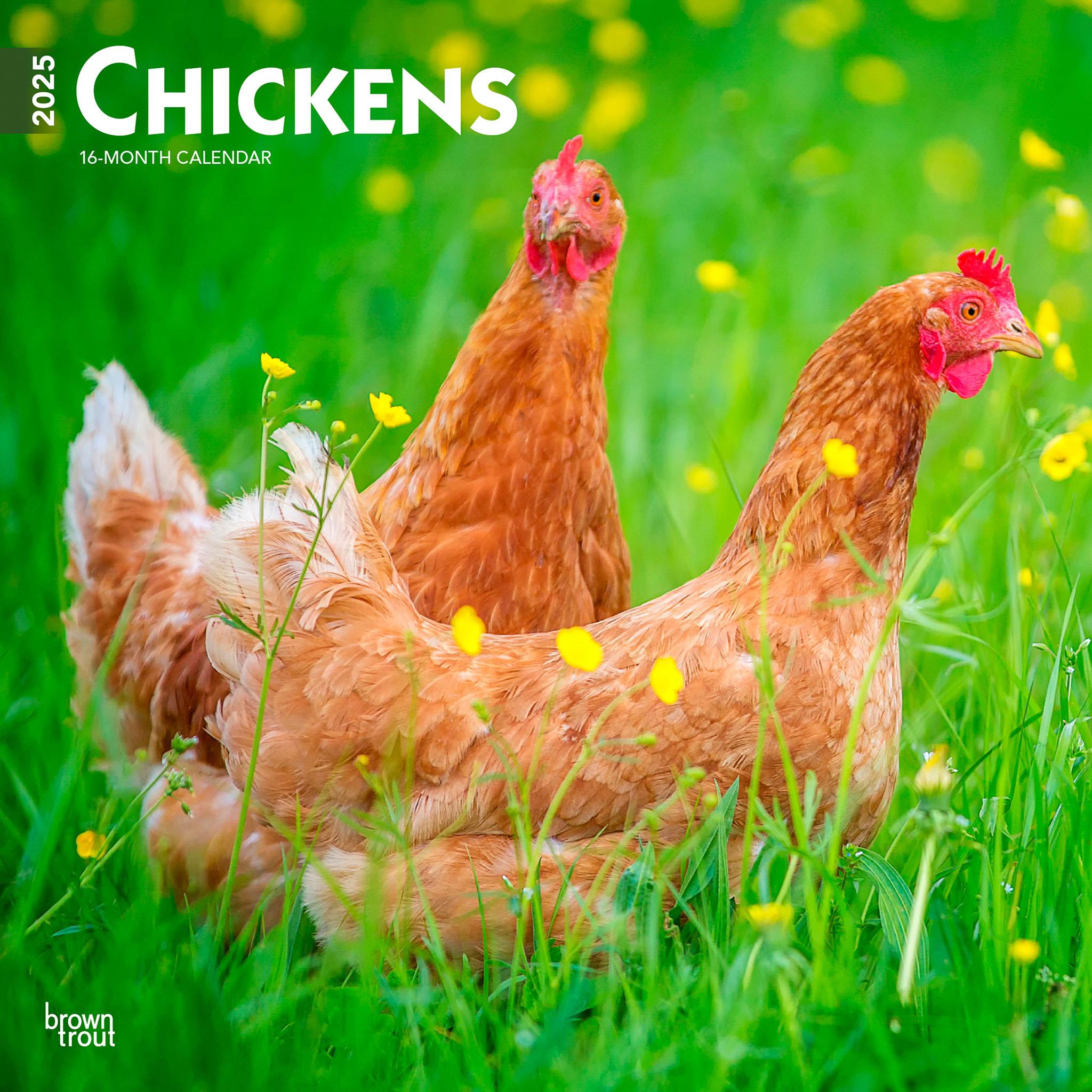 Chickens Wall 2025 Calendar