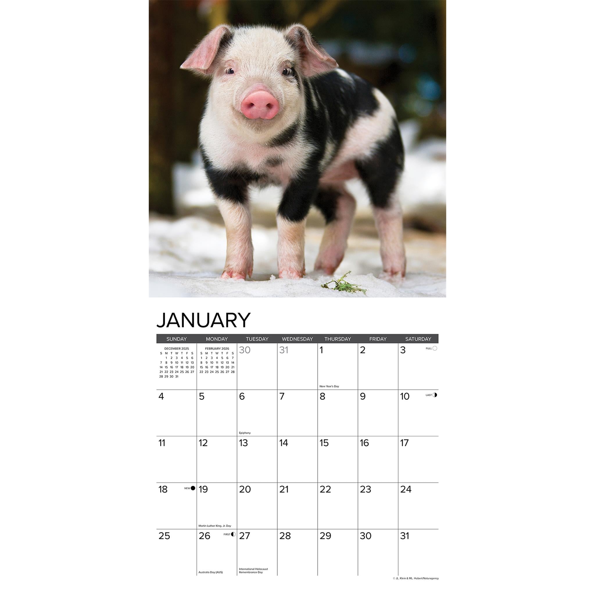12 Little Piggies 2026 Wall Calendar - Online Only