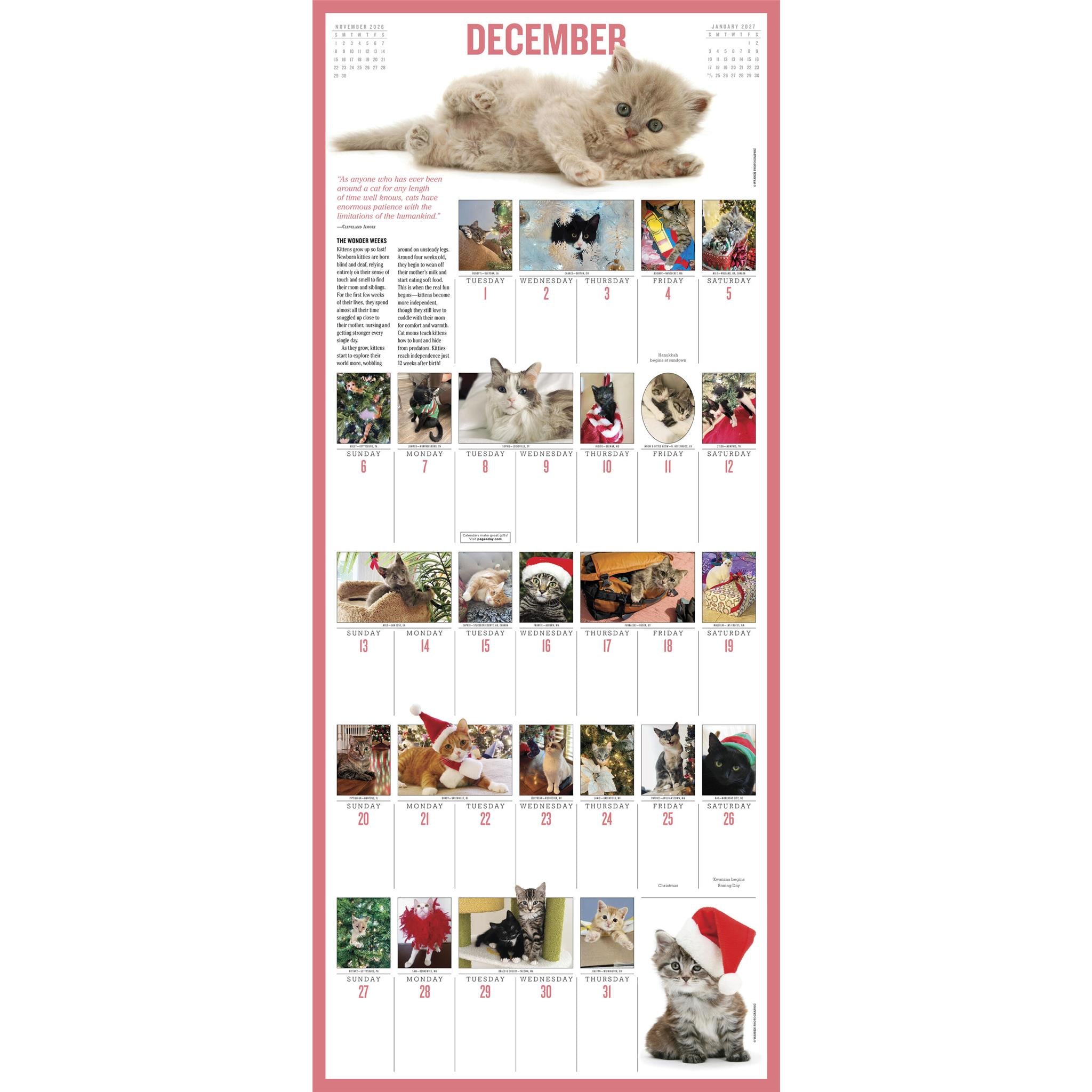 Kittens 365 2026 Wall Calendar