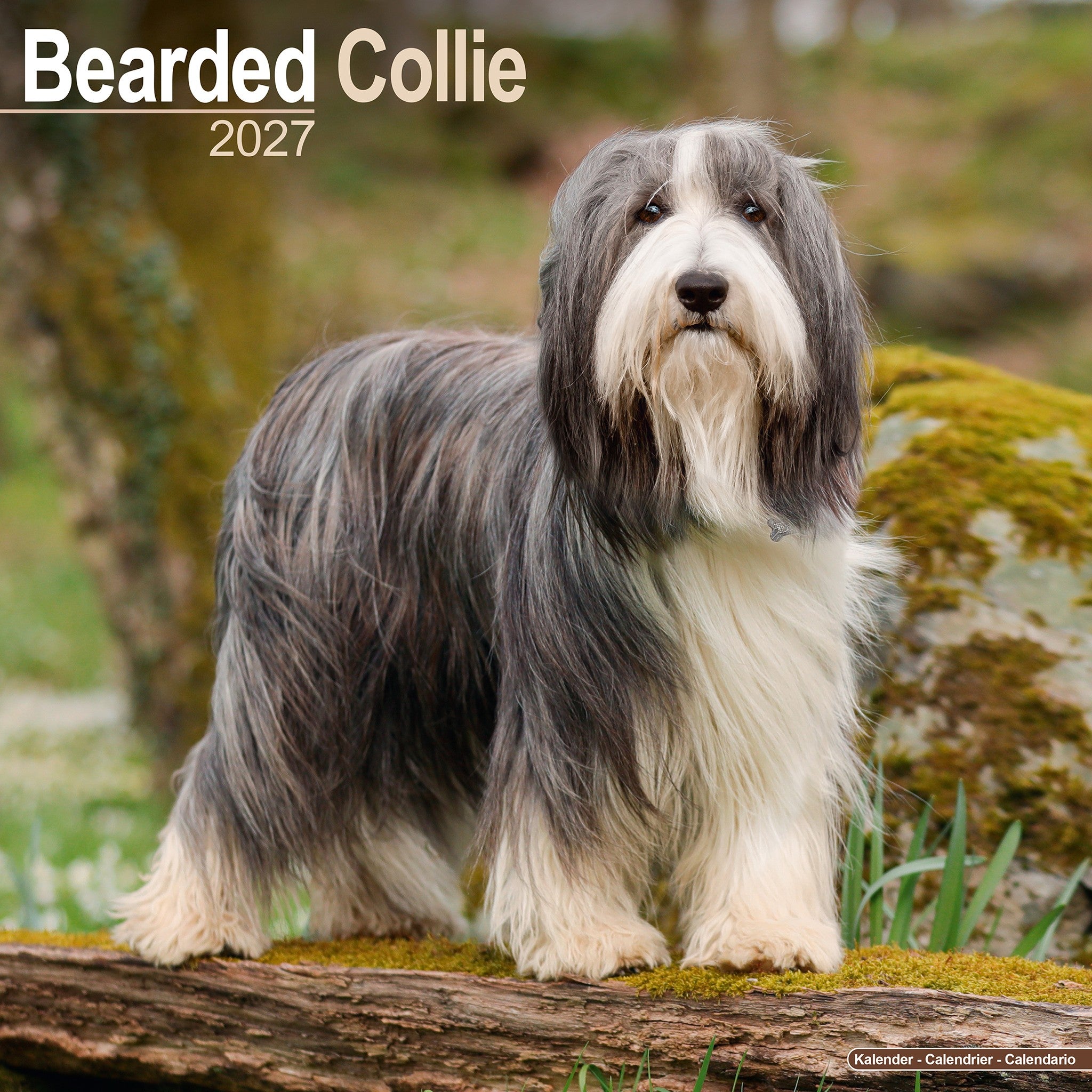 Bearded Collie 2027 Wall Calendar