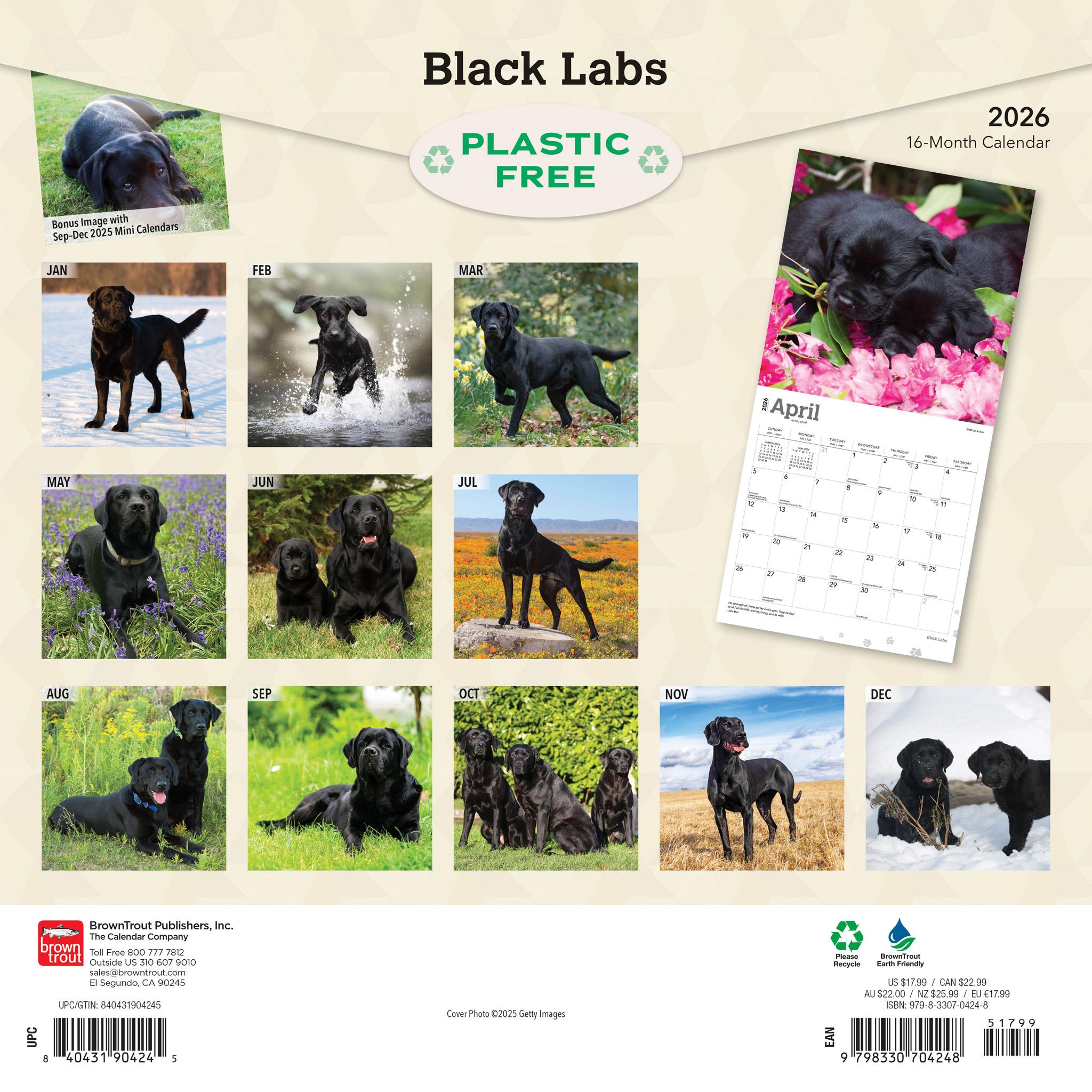Black Labs 2026 Wall Calendar