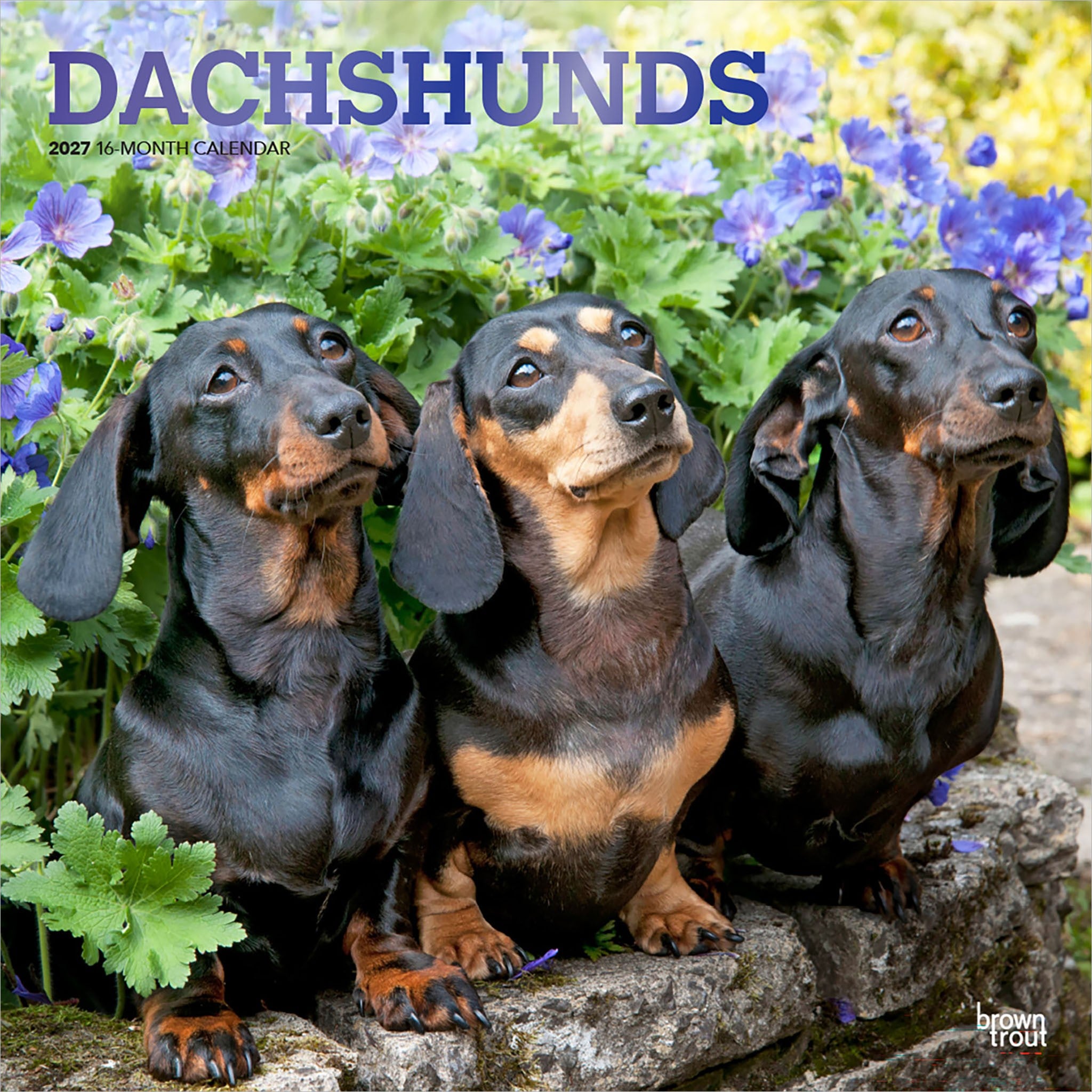 Dachshunds 2027 Wall Calendar