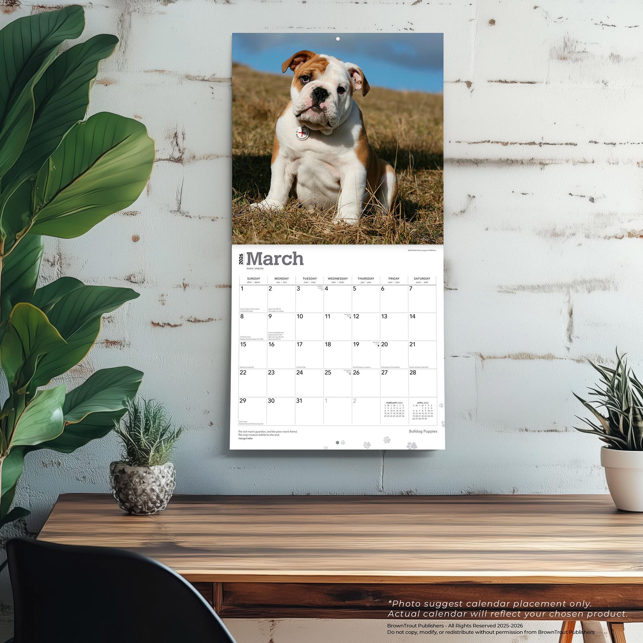 Bulldog Puppies 2026 Wall Calendar - Online Only