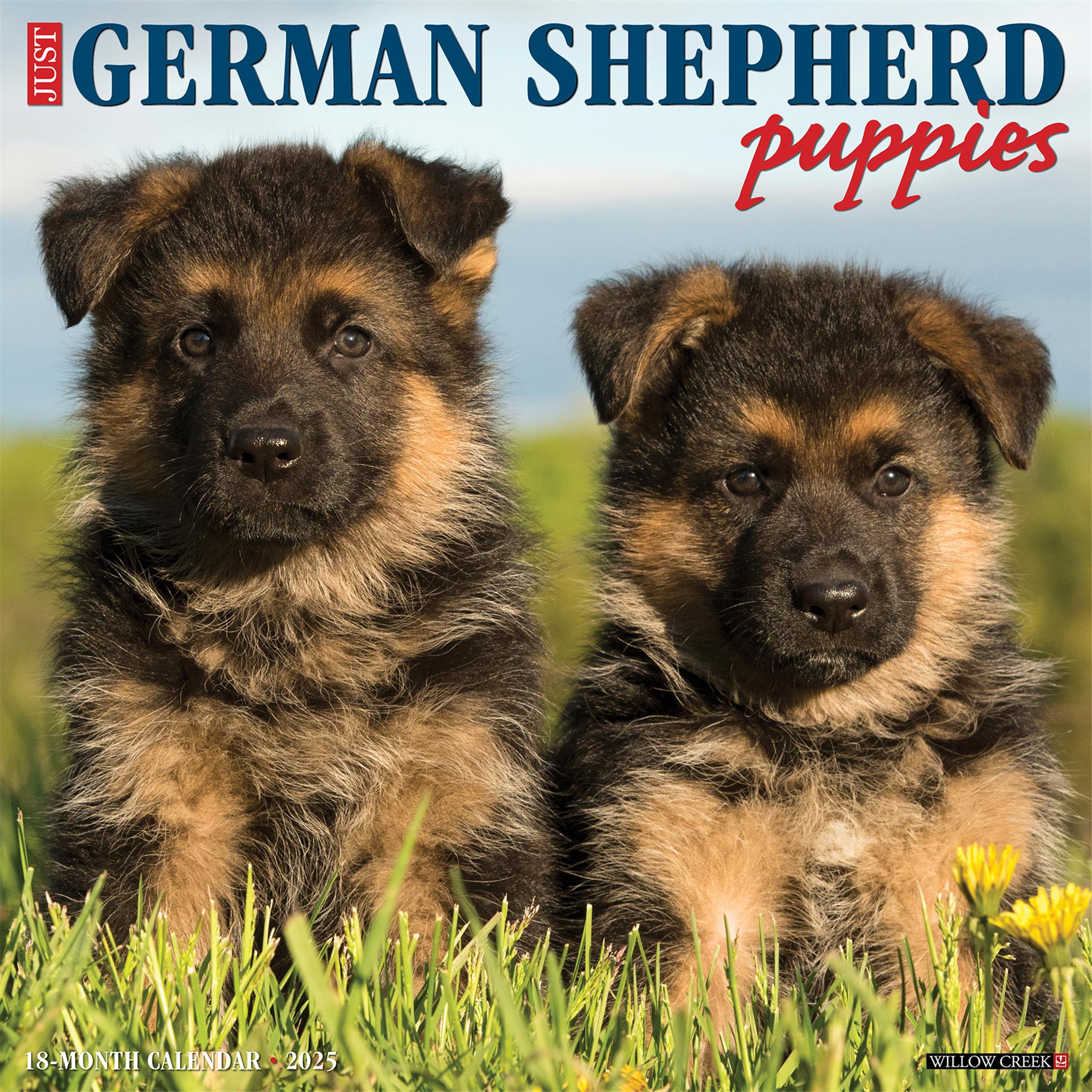 German Shepherd Puppy Calendar 2025