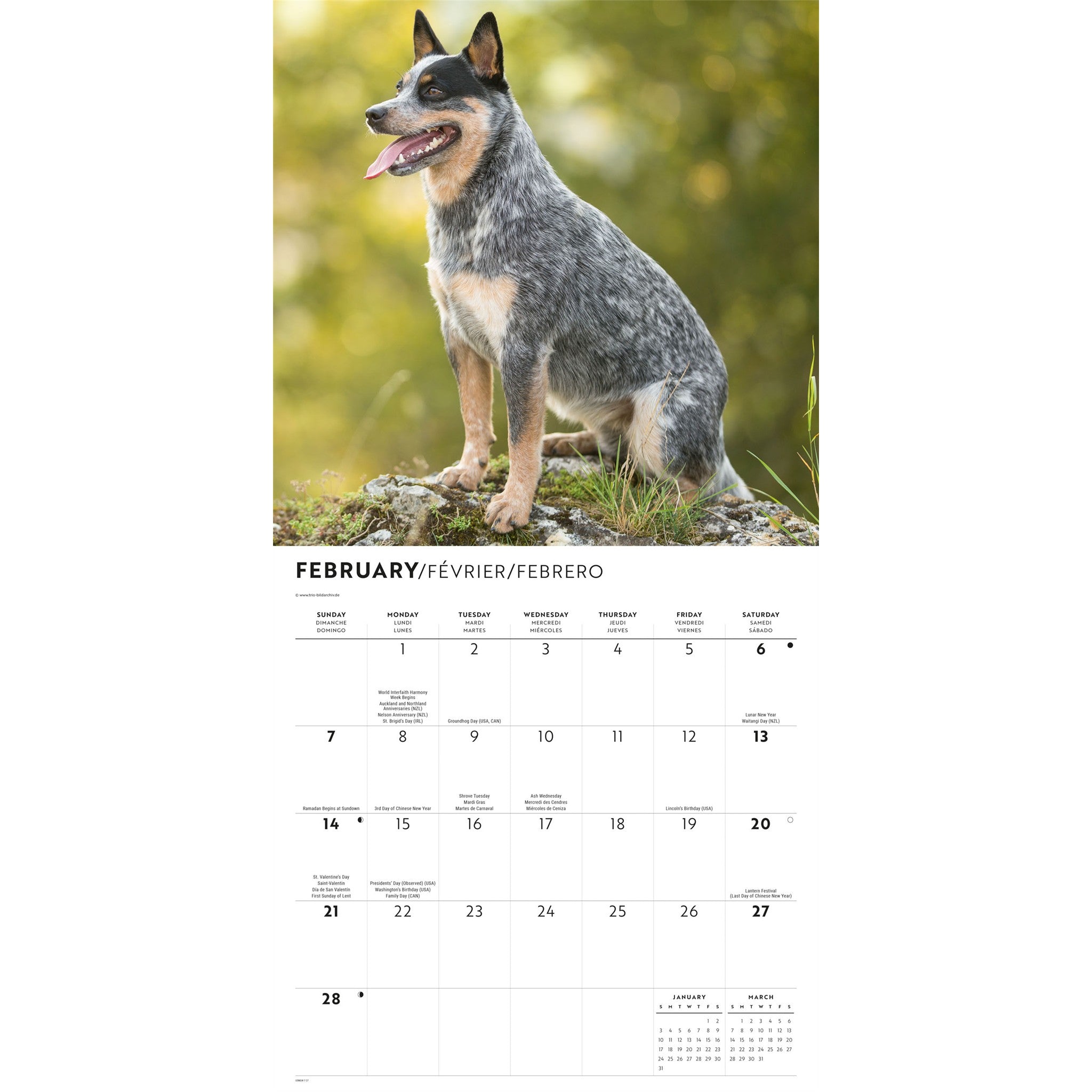 Australian Cattle Dogs 2027 Wall Calendar