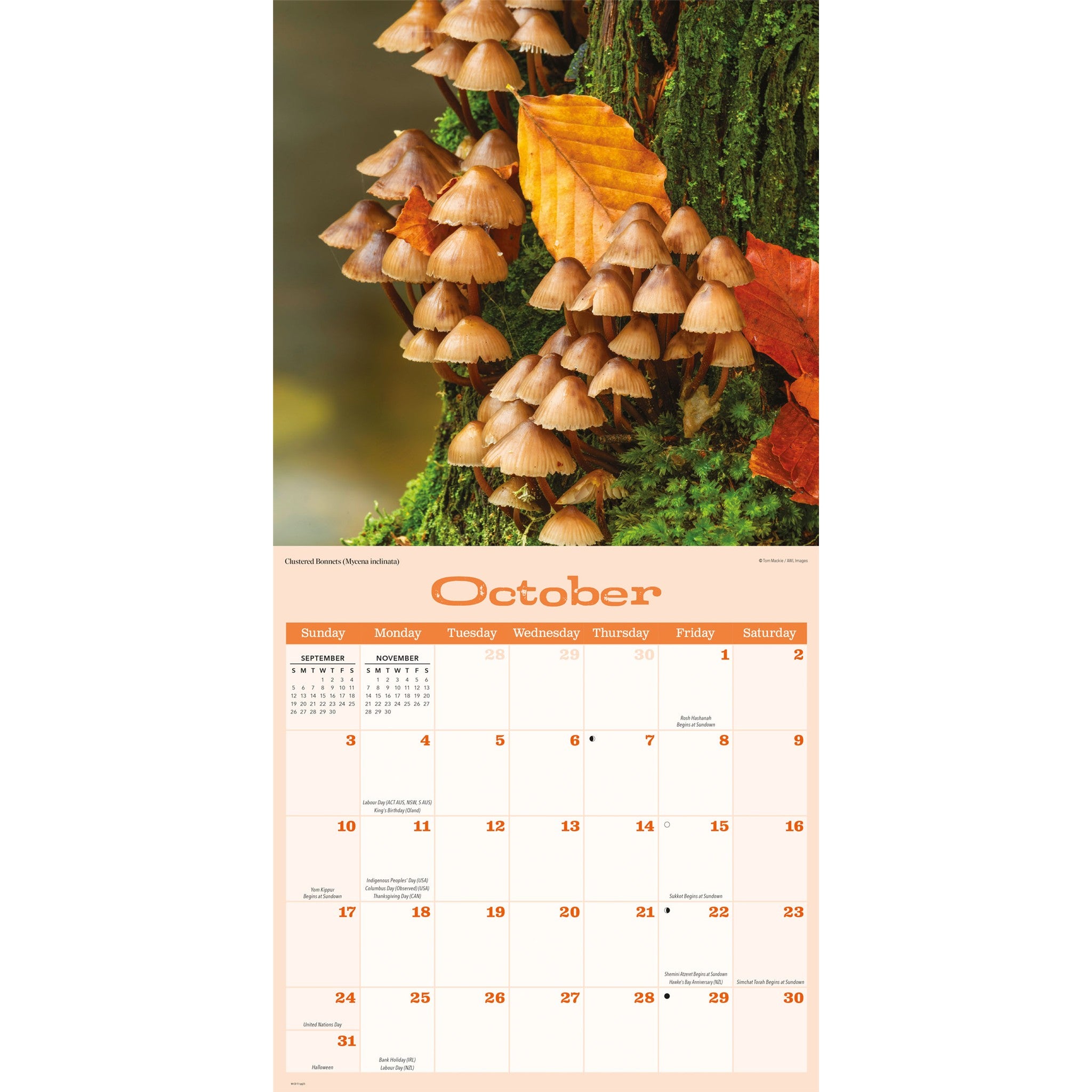 Mushrooms 2027 Wall Calendar