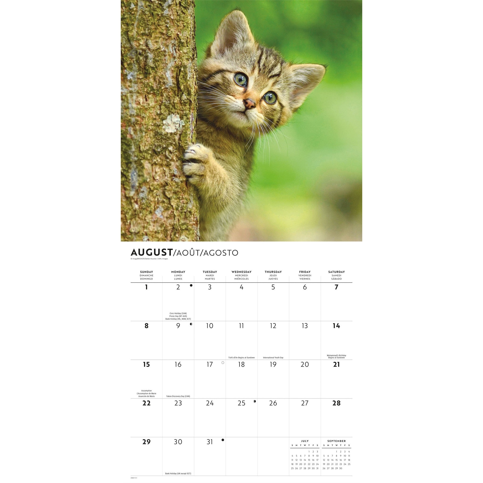 Cute Kittens 2027 Wall Calendar