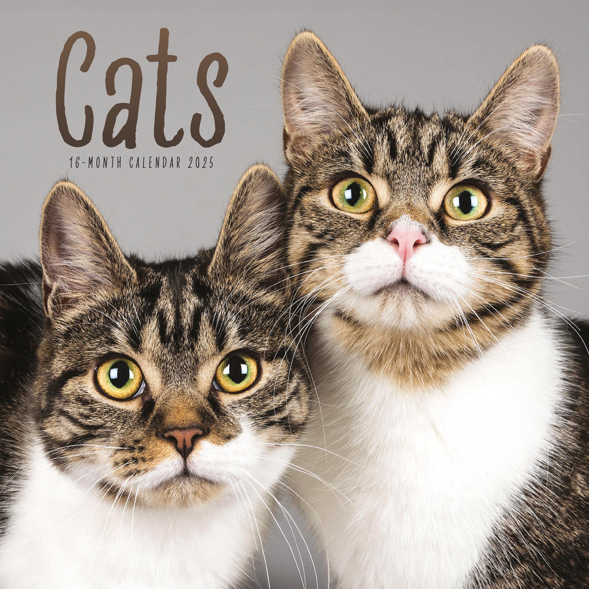 Cats Wall 2025 Calendar