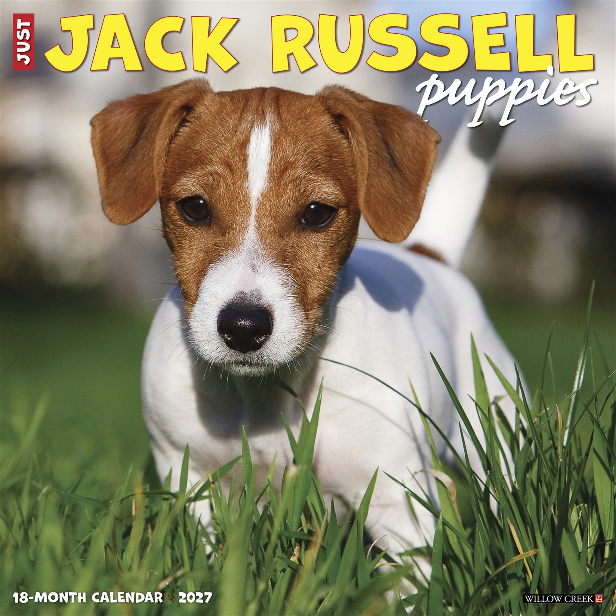 Jack Russell Puppies 2027 Wall Calendar - Online Only
