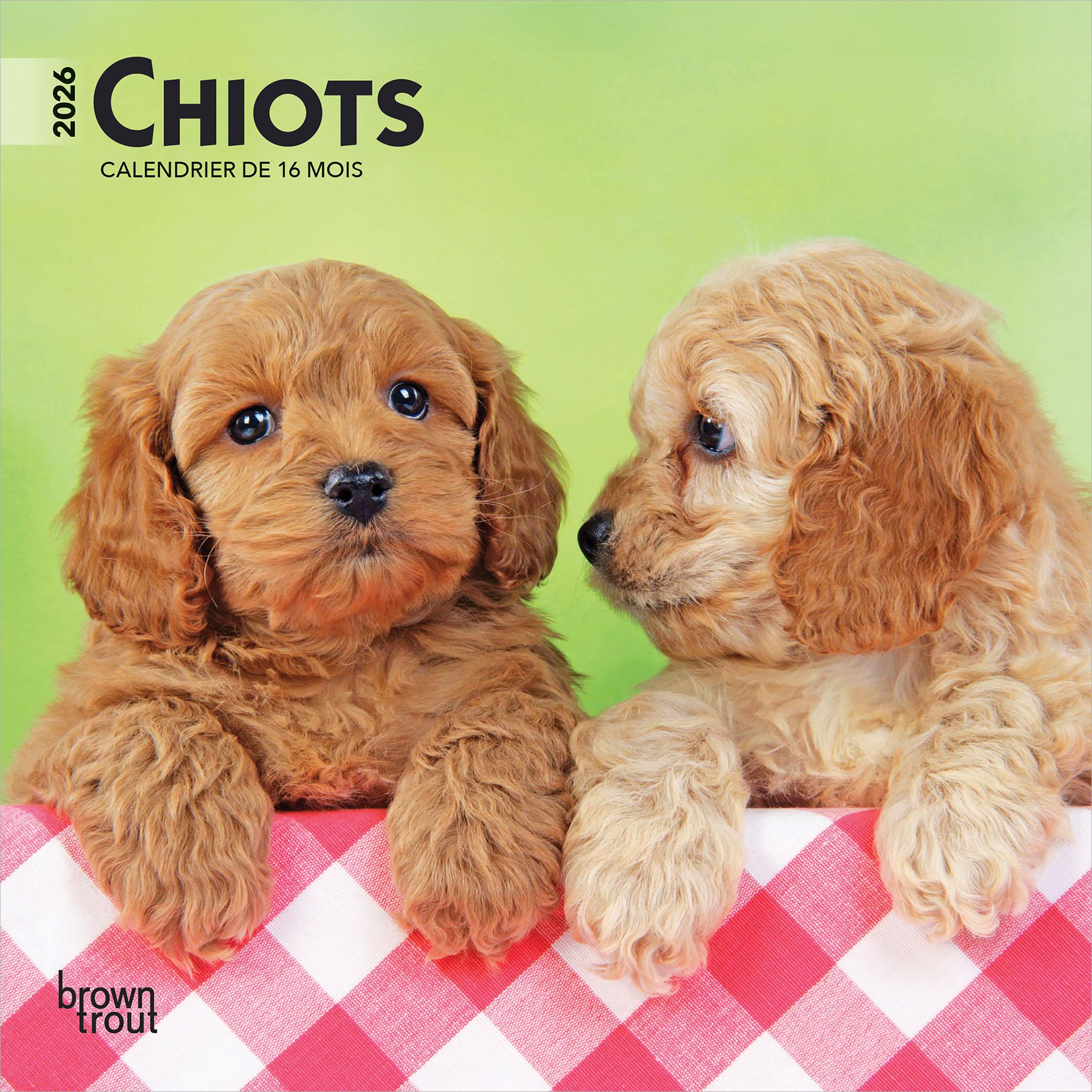 Chiots 2026 Mini Calendar (French)