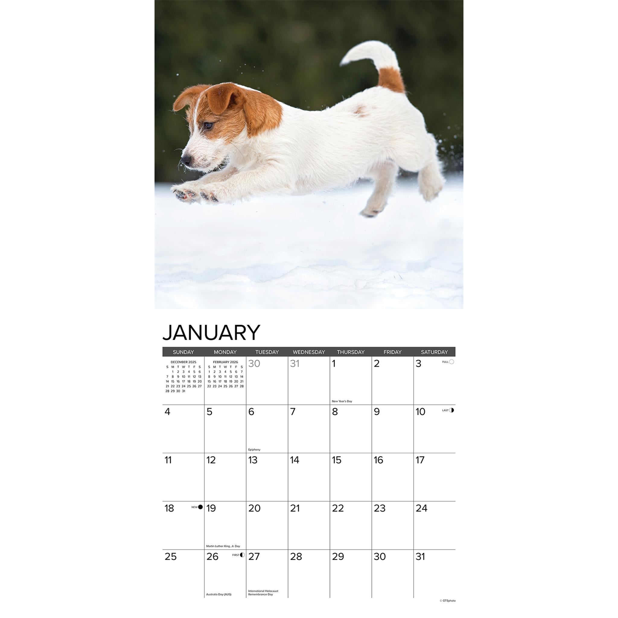 Just Jack Russell Puppies 2026 Wall Calendar - Online Only