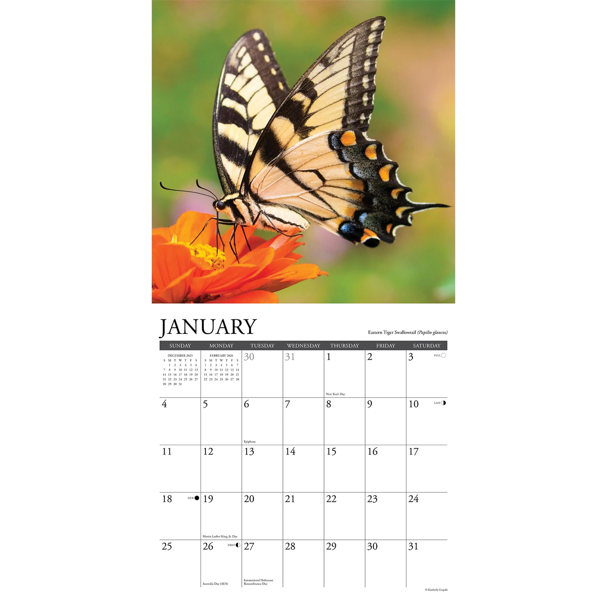 Butterflies Of North America 2026 Wall Calendar