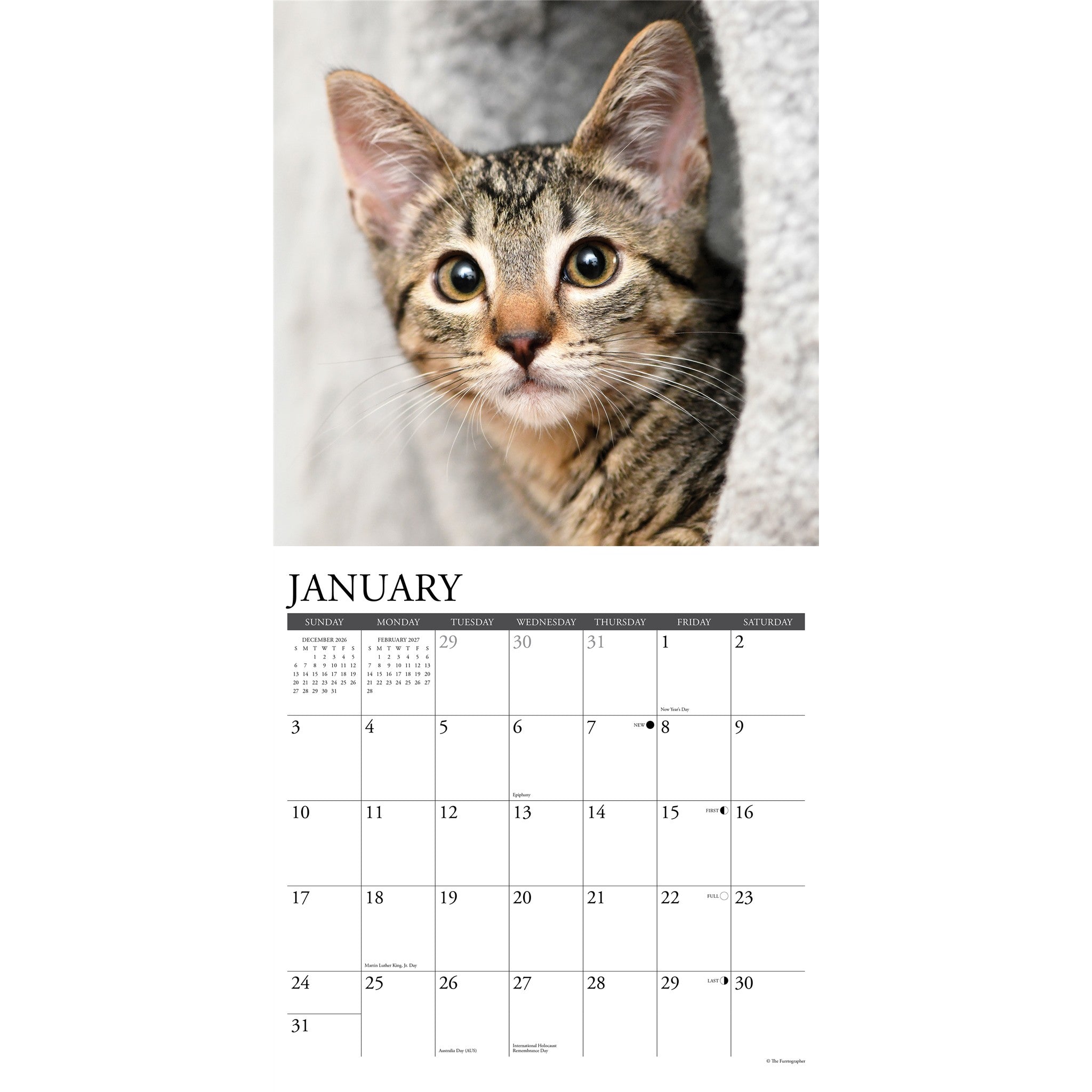 Tabby Cats 2027 Wall Calendar - Online Only
