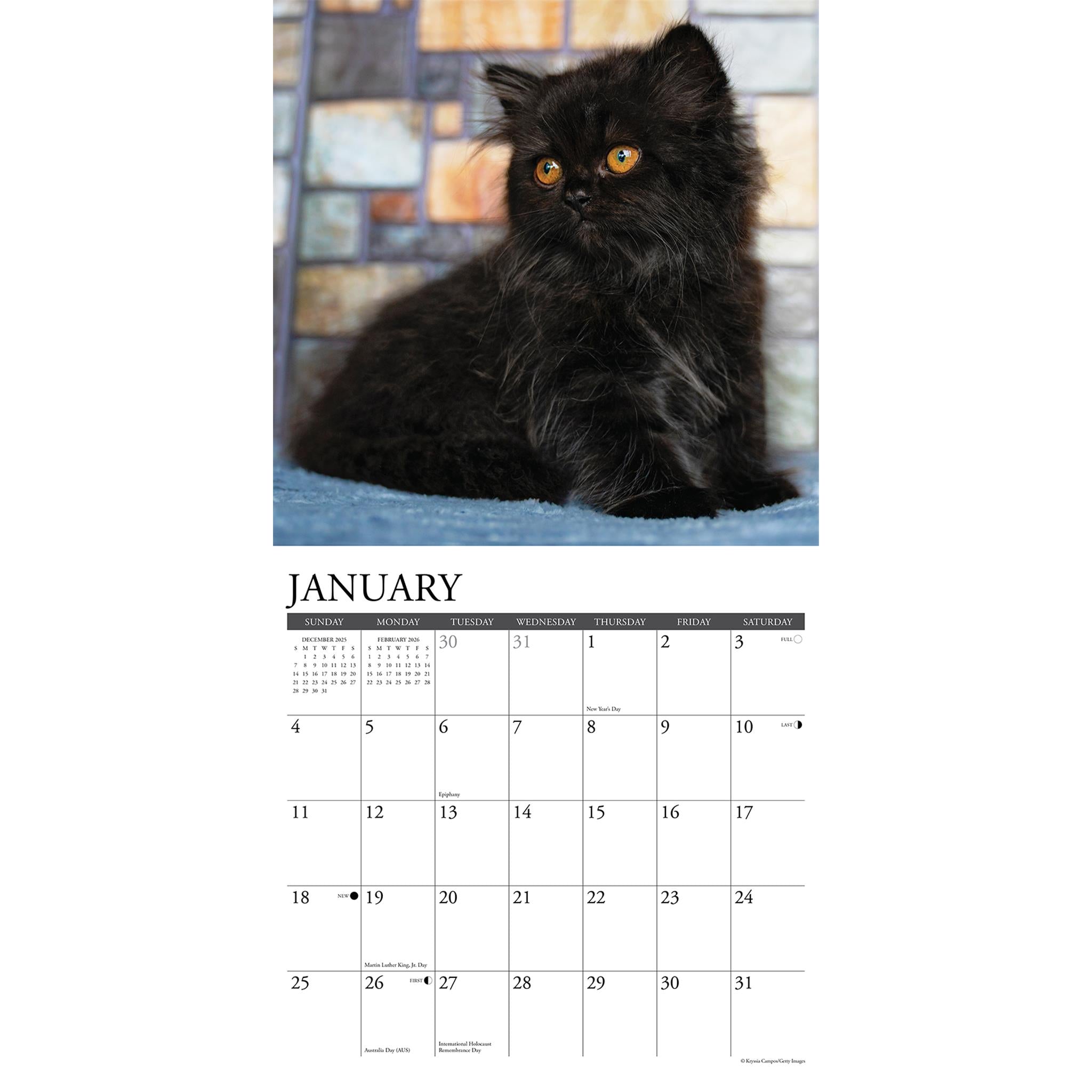 Just Black Kittens 2026 Wall Calendar - Online Only