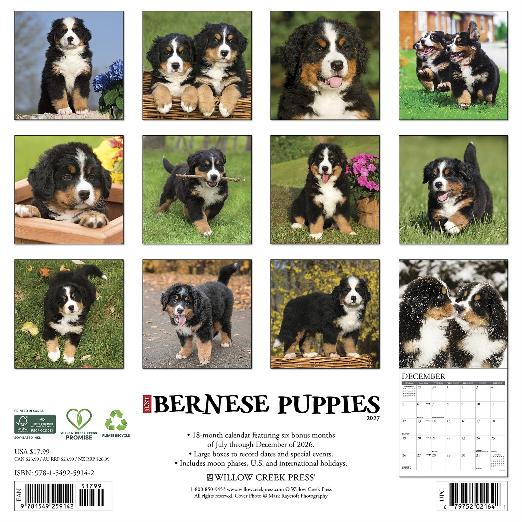 Bernese Mountain Puppies 2027 Wall Calendar