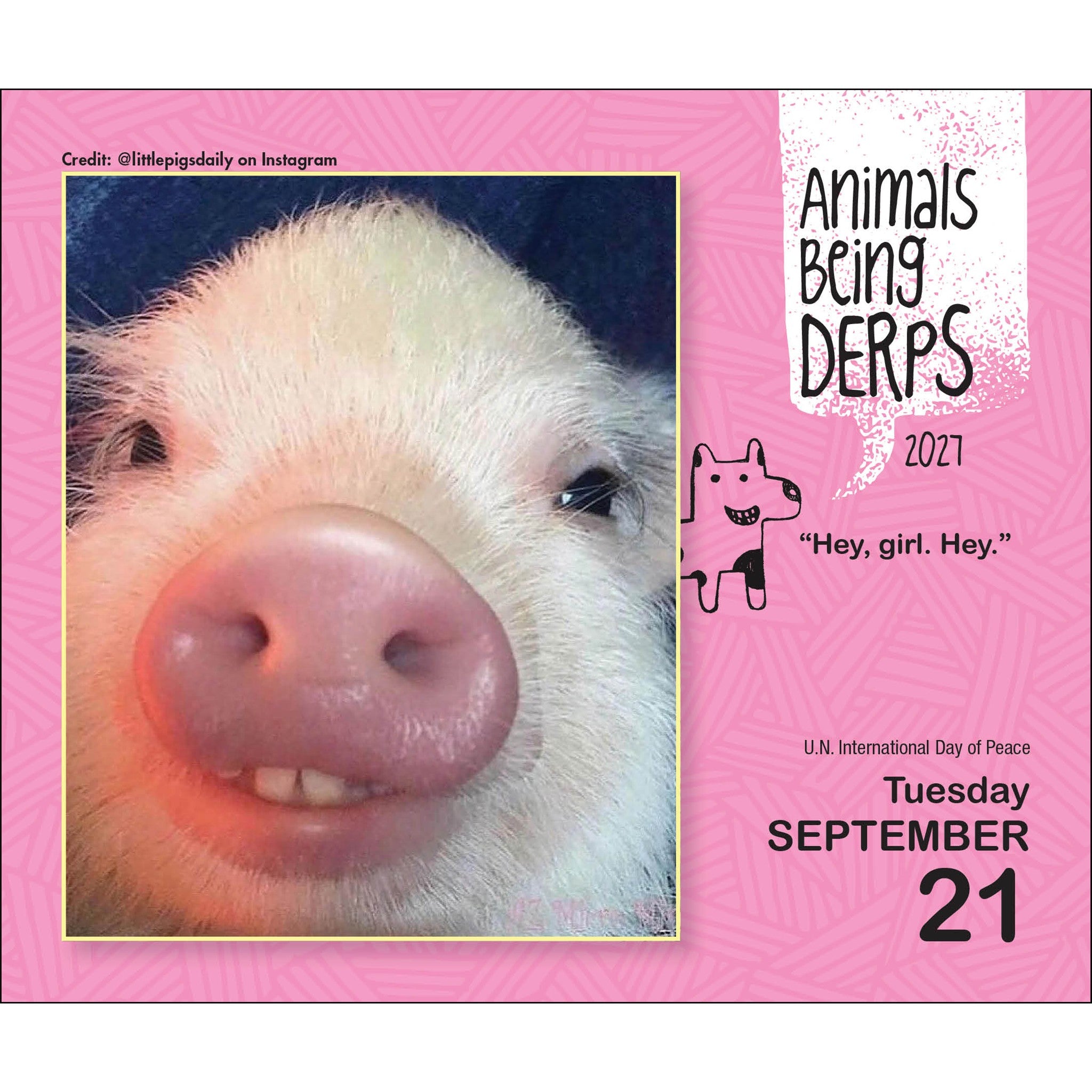 Animals Being Derps 2027 Box Calendar
