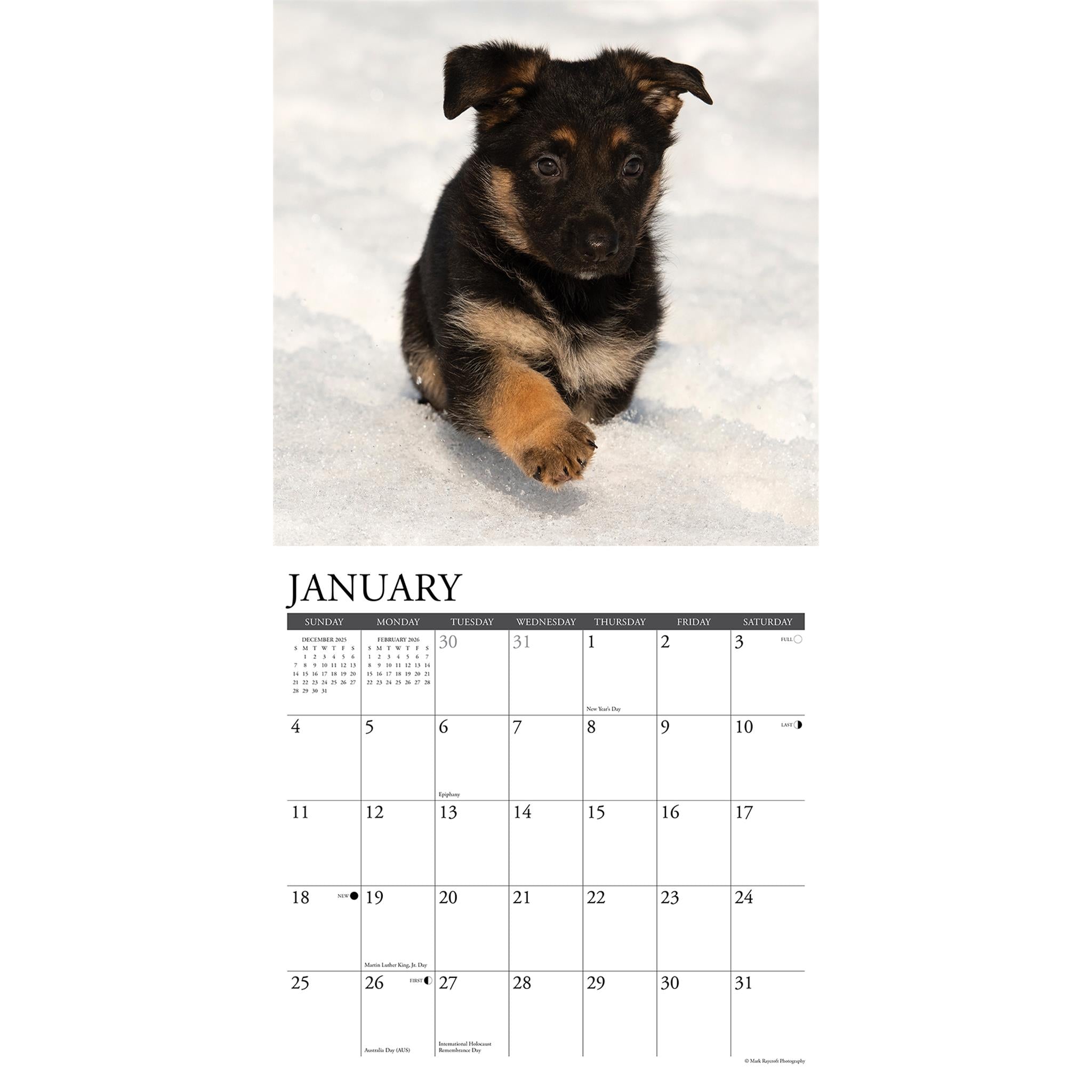 Just German Shepherd Puppies 2026 Wall Calendar